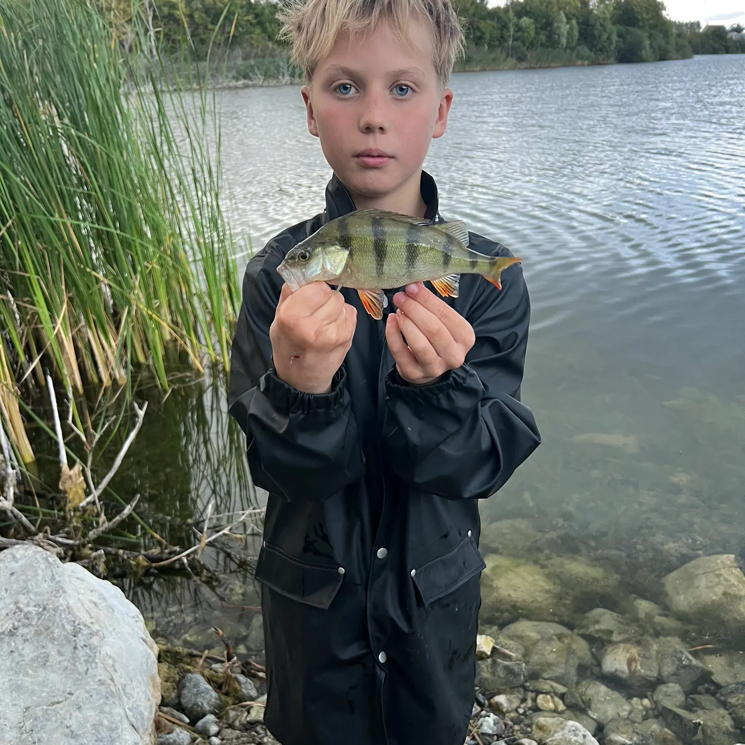 European perch caught on Fishbrain