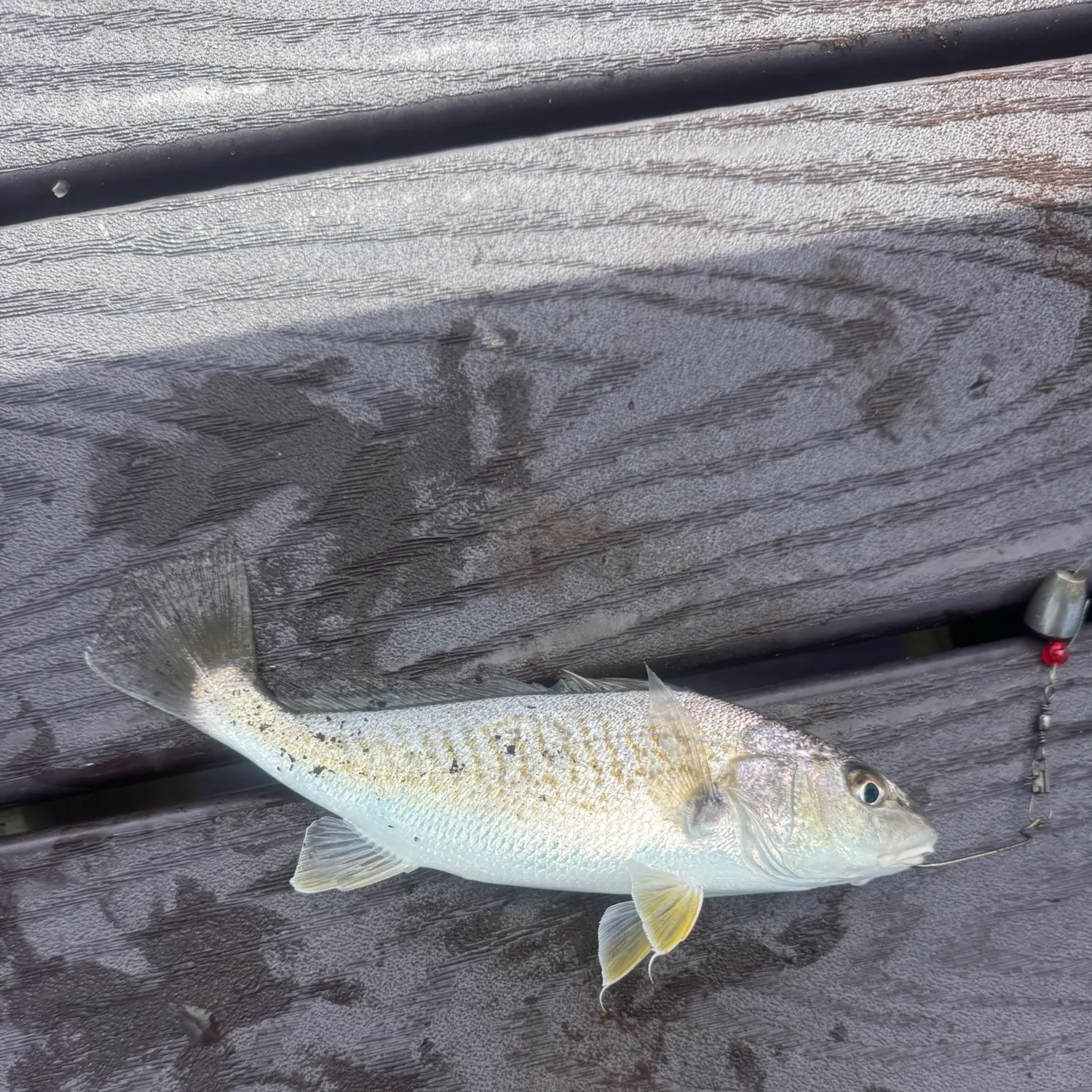 Atlantic croaker caught on Fishbrain