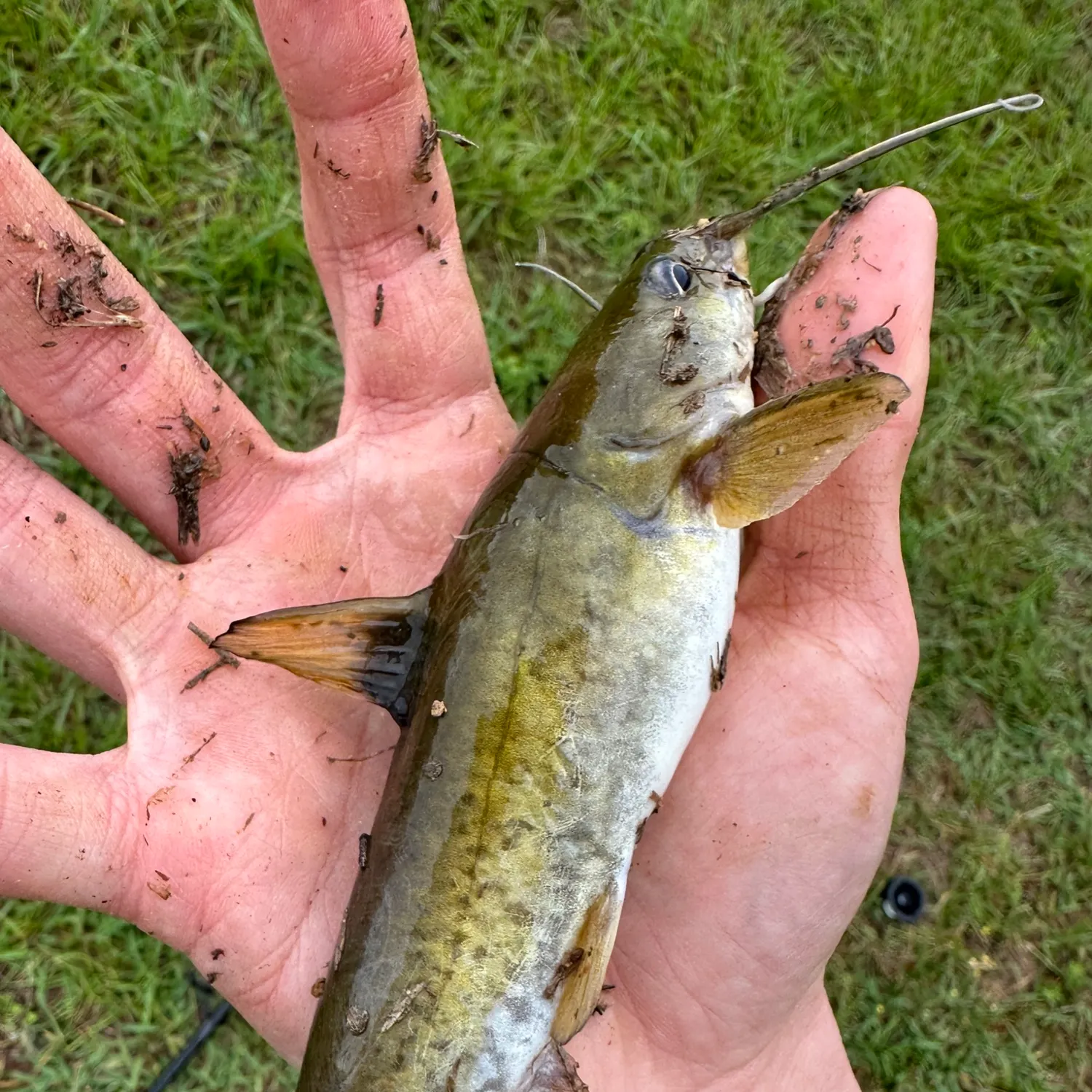 The most recent Flat bullhead catches on Fishbrain