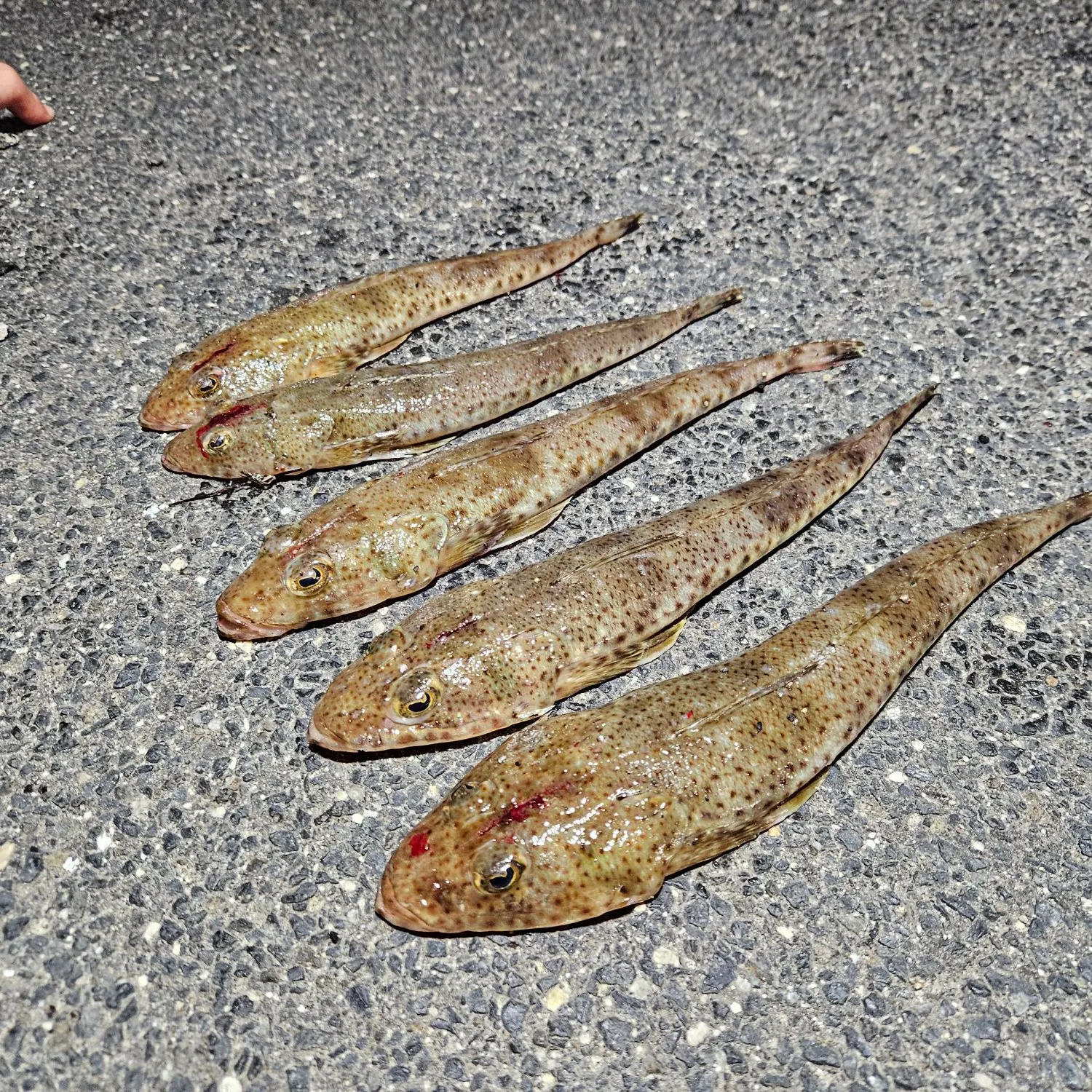 recently logged catches