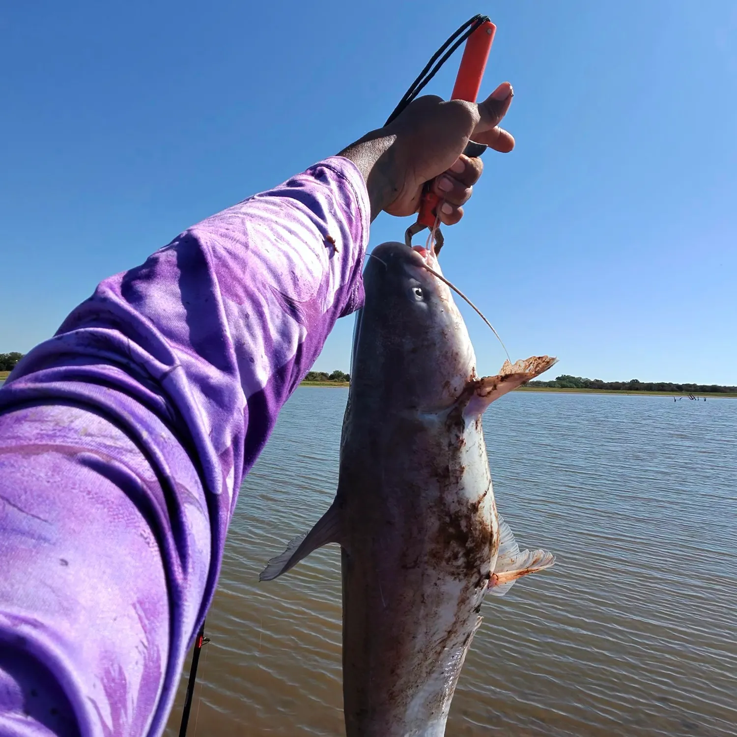 Blue catfish caught on Fishbrain
