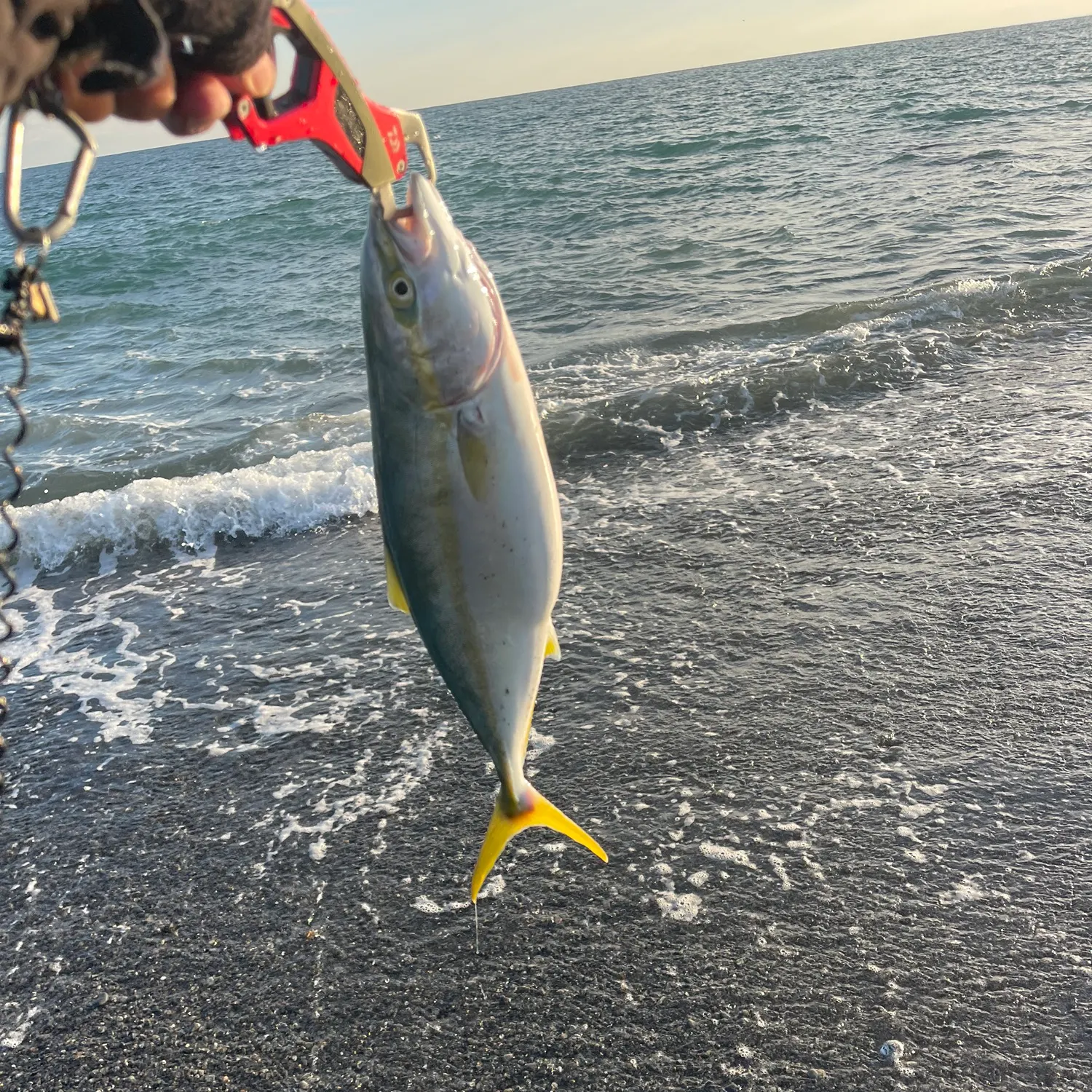 The most recent Japanese amberjack catches on Fishbrain