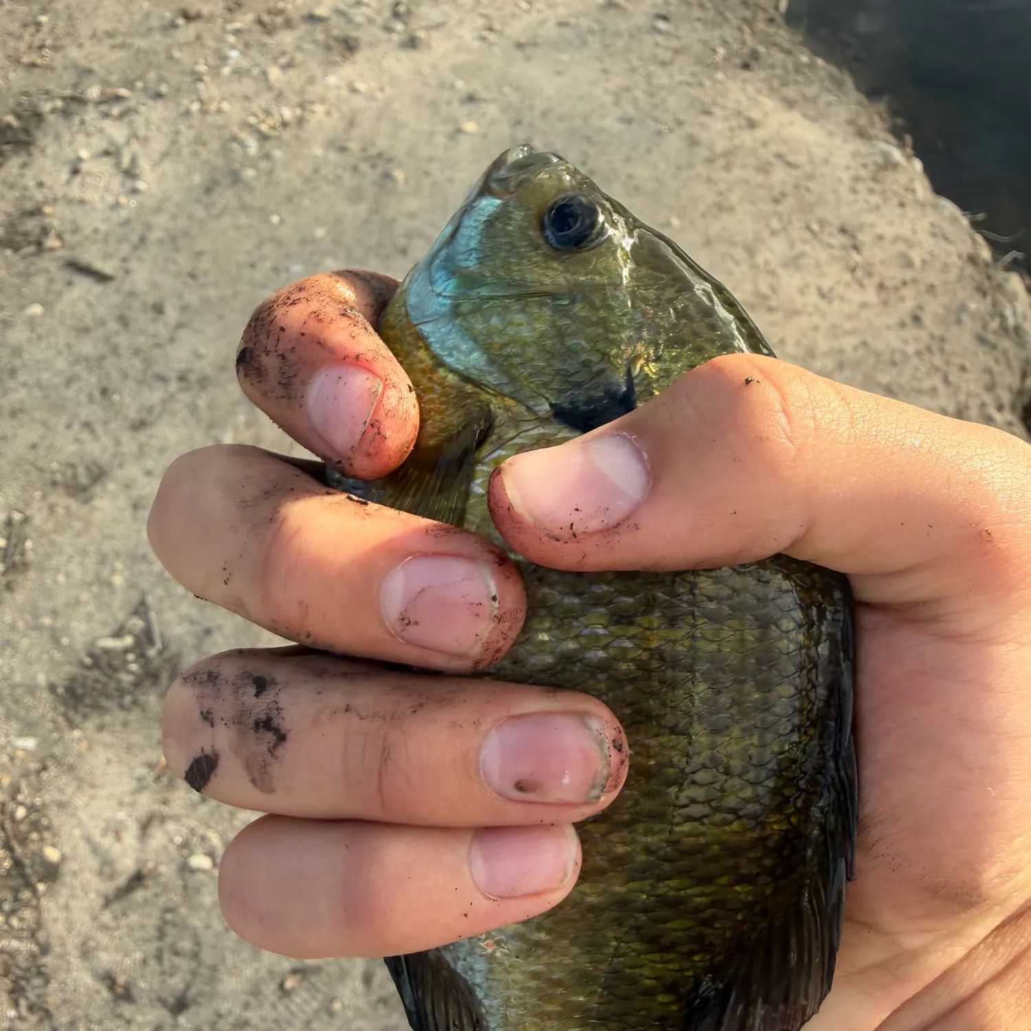 Bluegill caught on Fishbrain