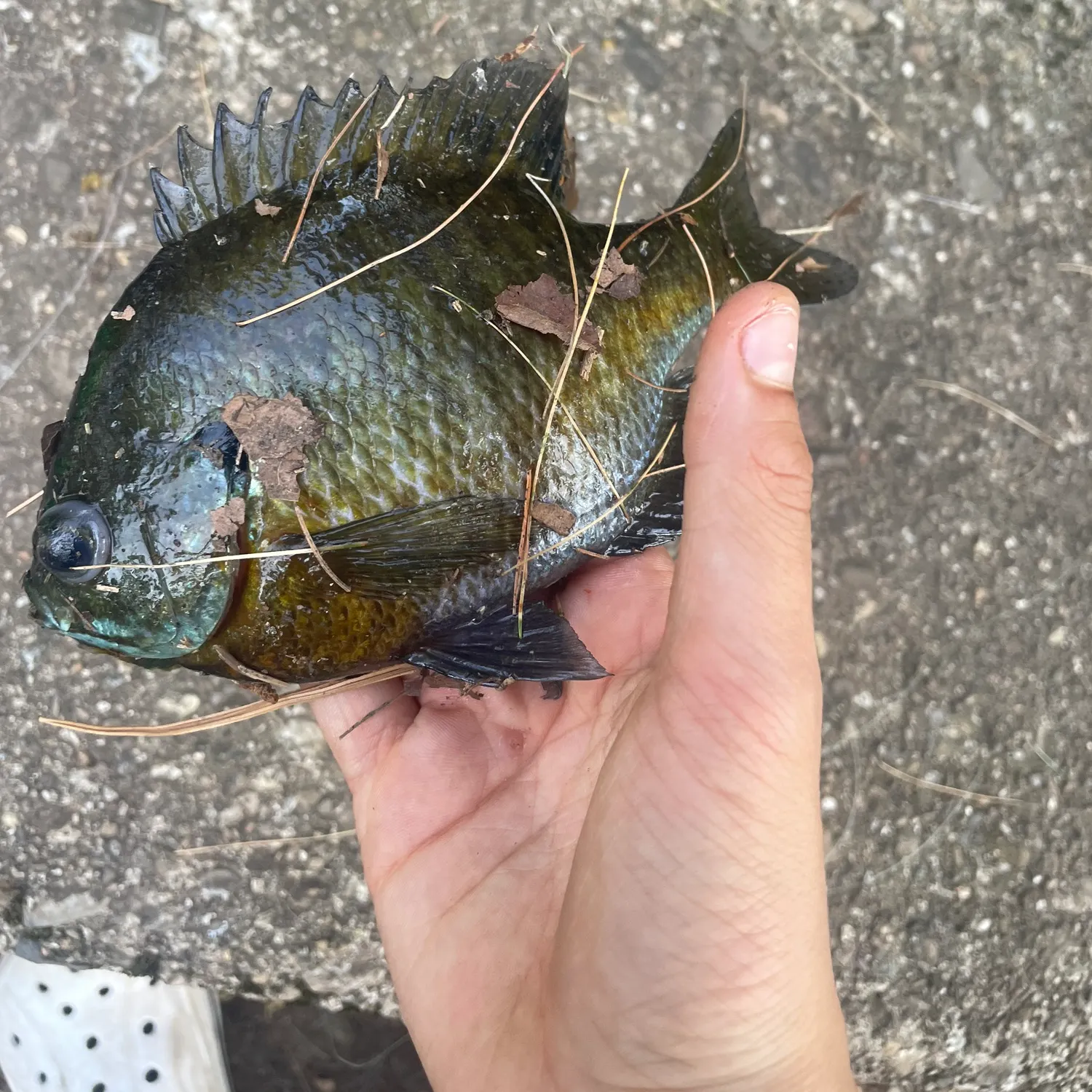 catch
