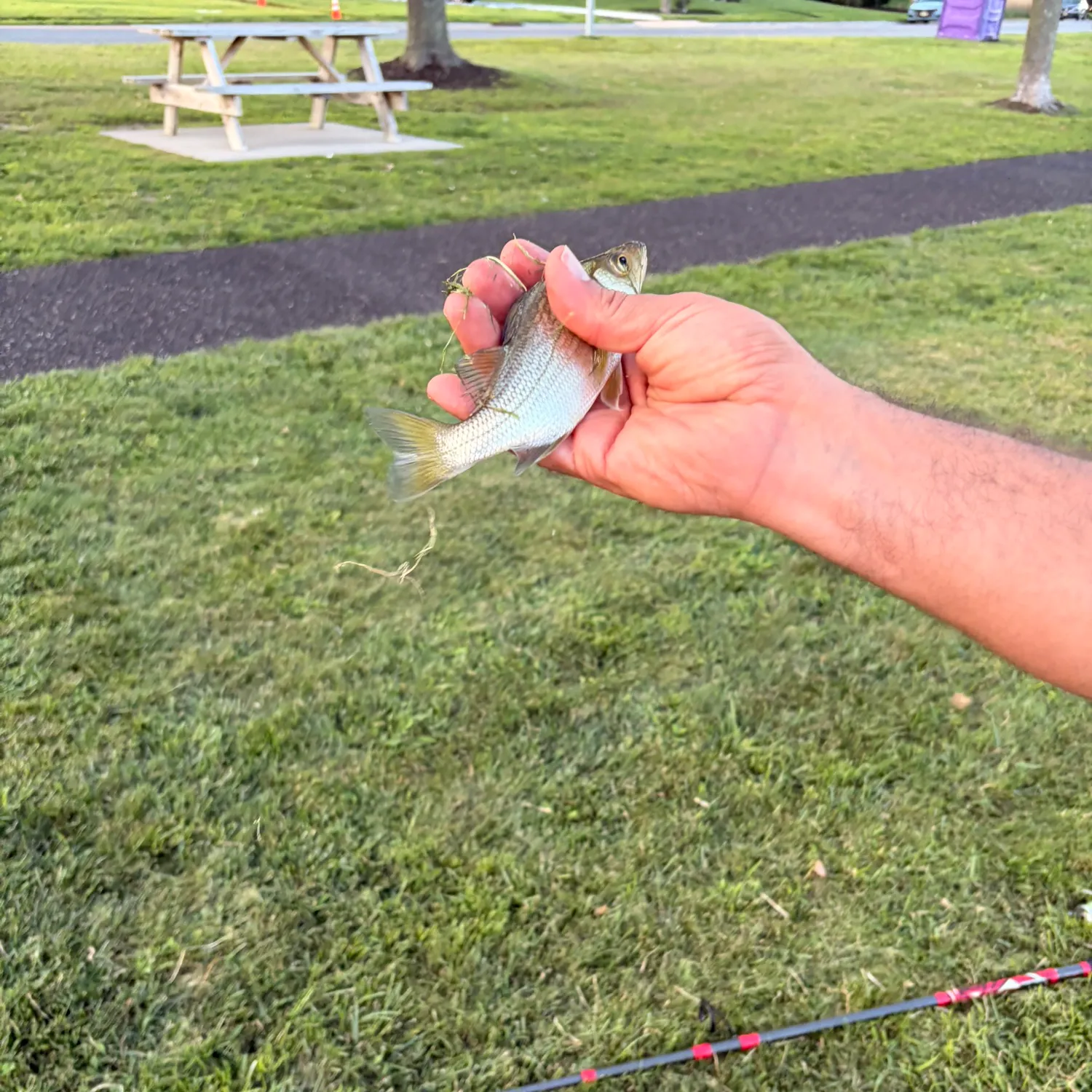 Silver perch caught on Fishbrain