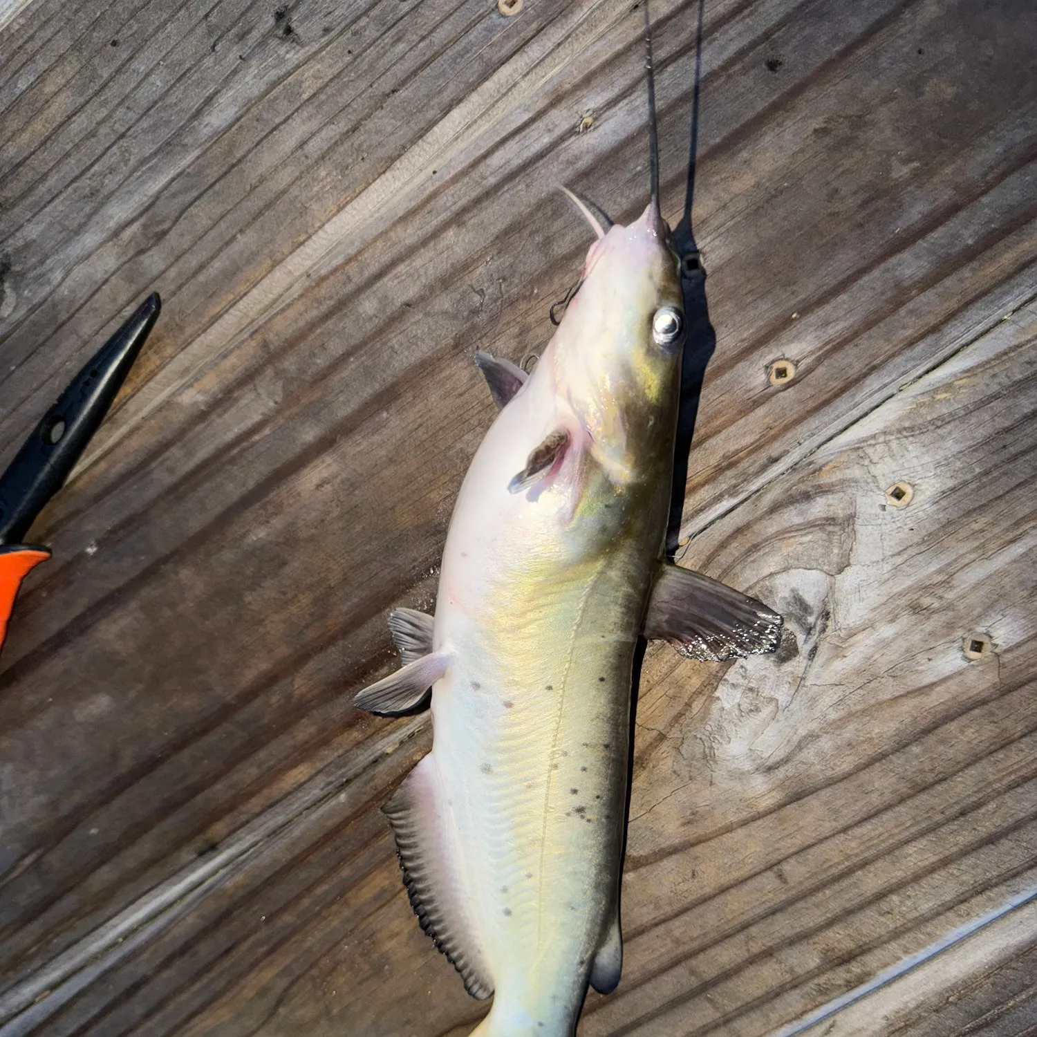 catch