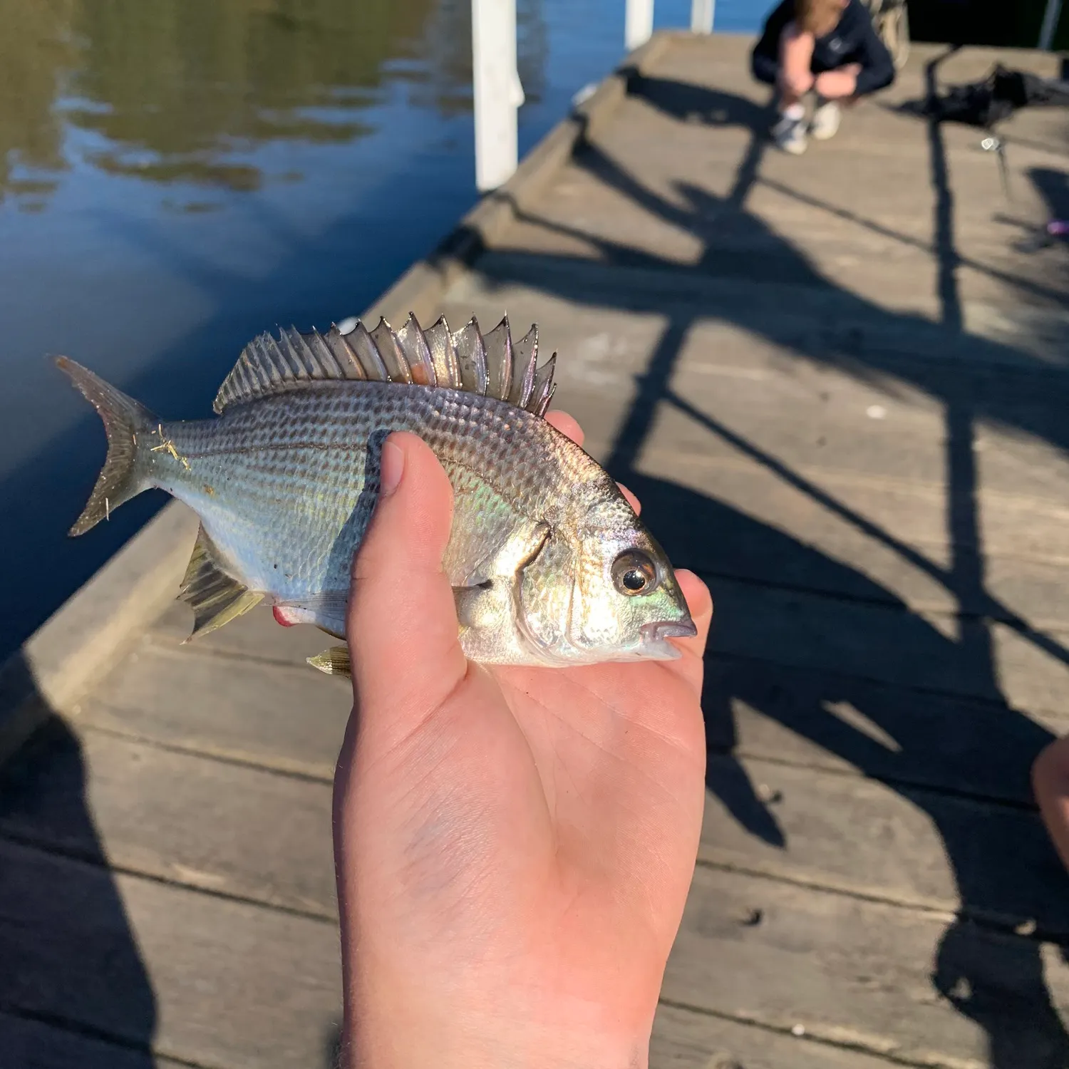 The most recent Southern black bream catches on Fishbrain