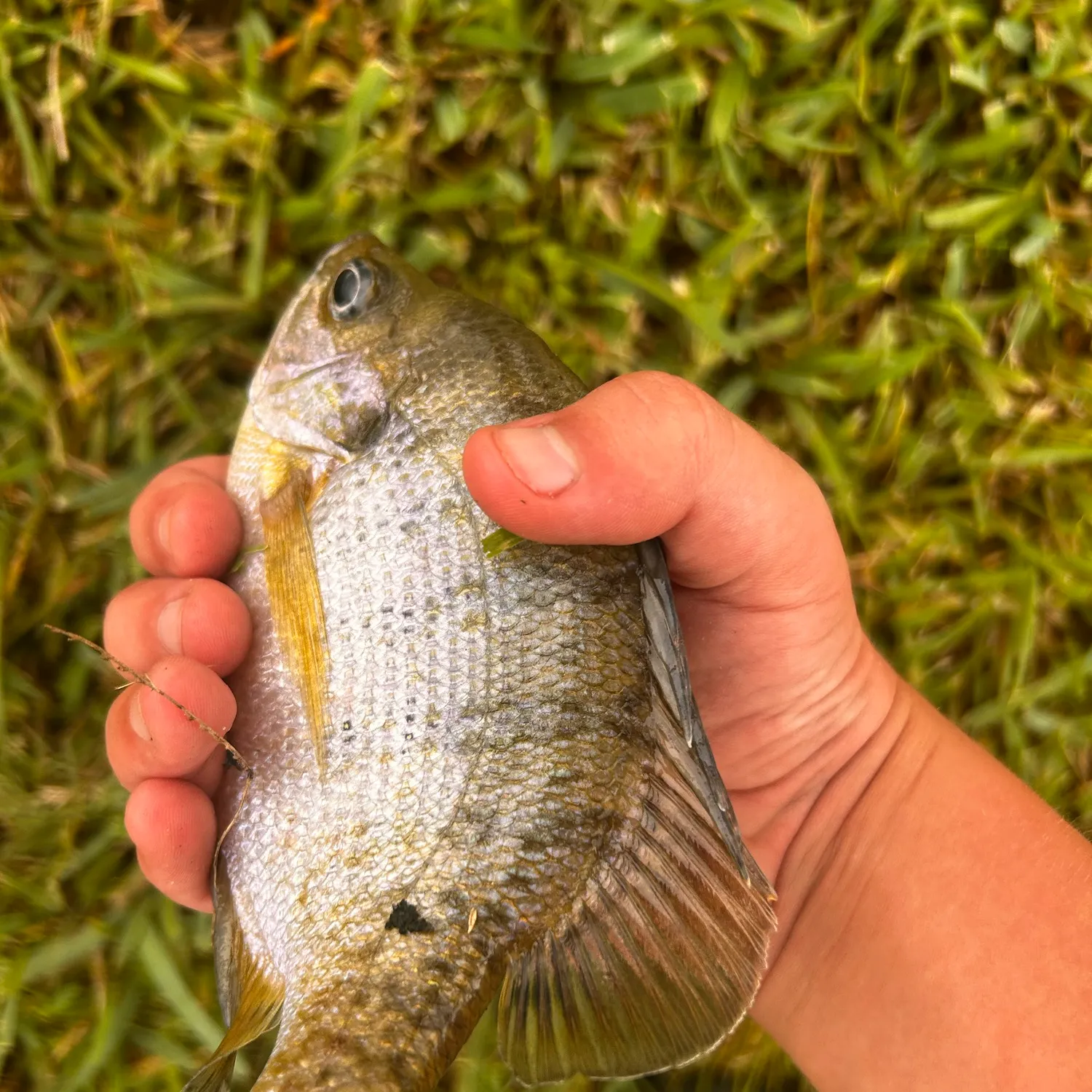 Fish caught on Fishbrain