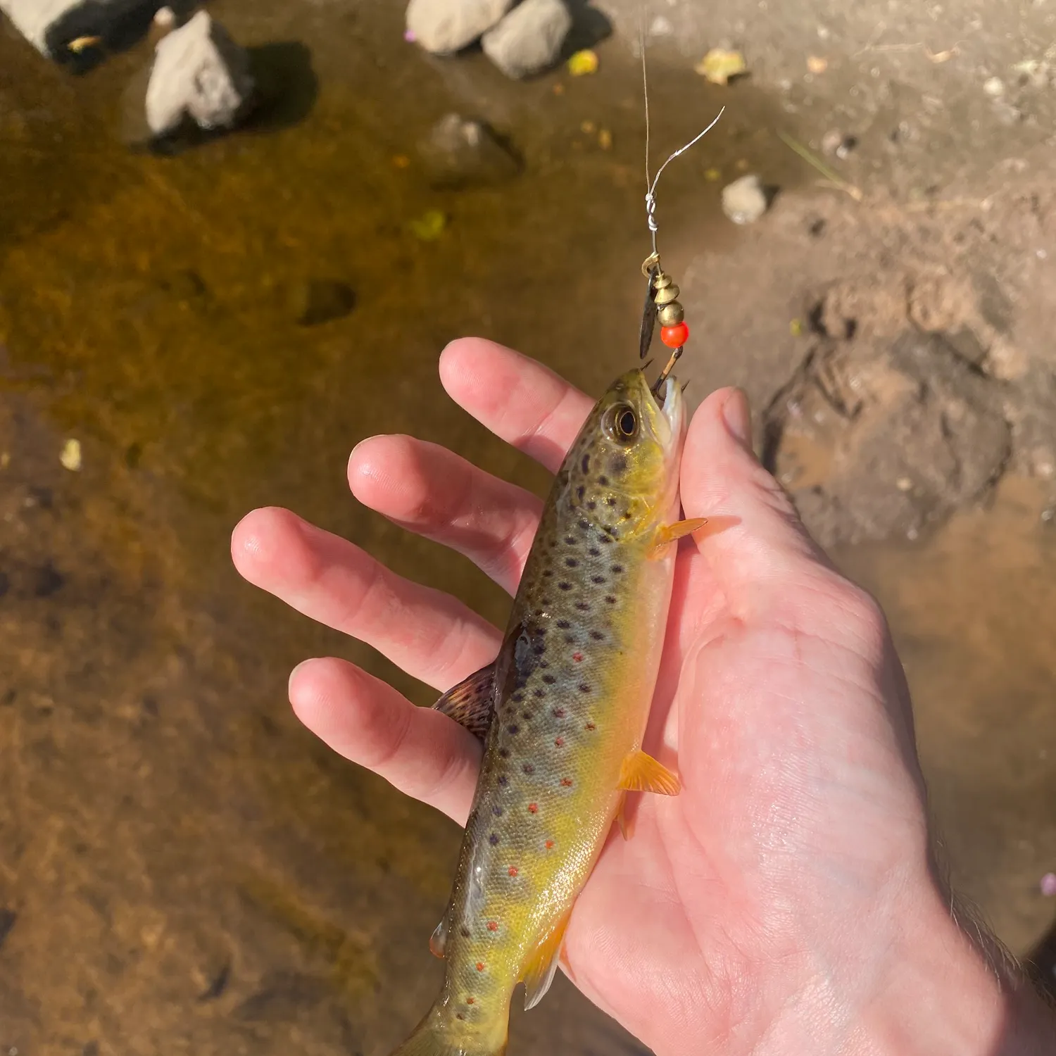 Brown trout caught on Fishbrain