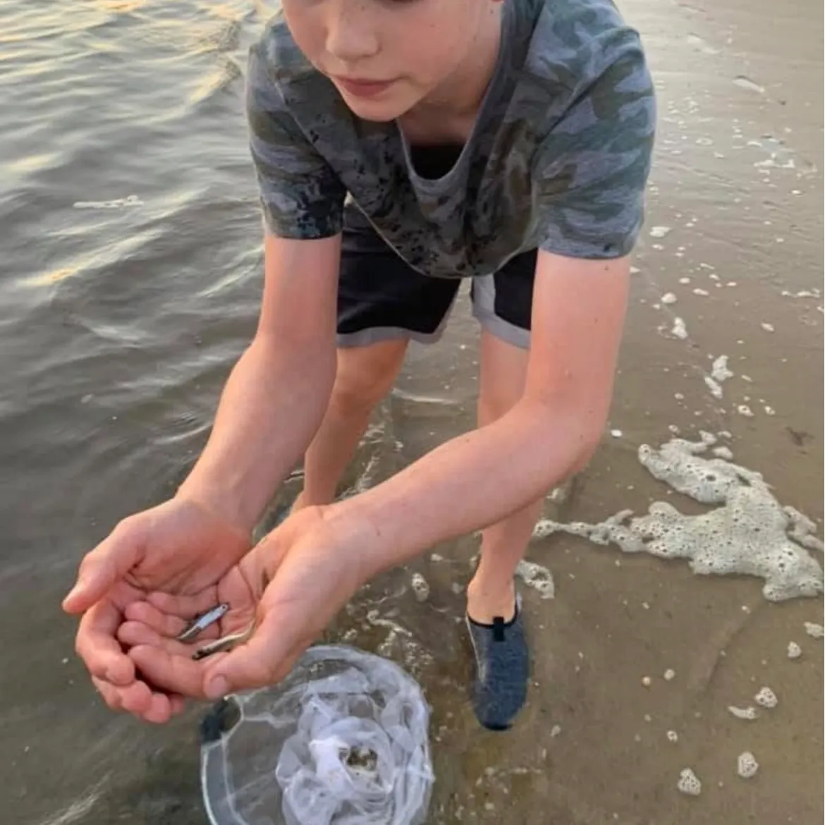 The most recent Brook silverside catches on Fishbrain