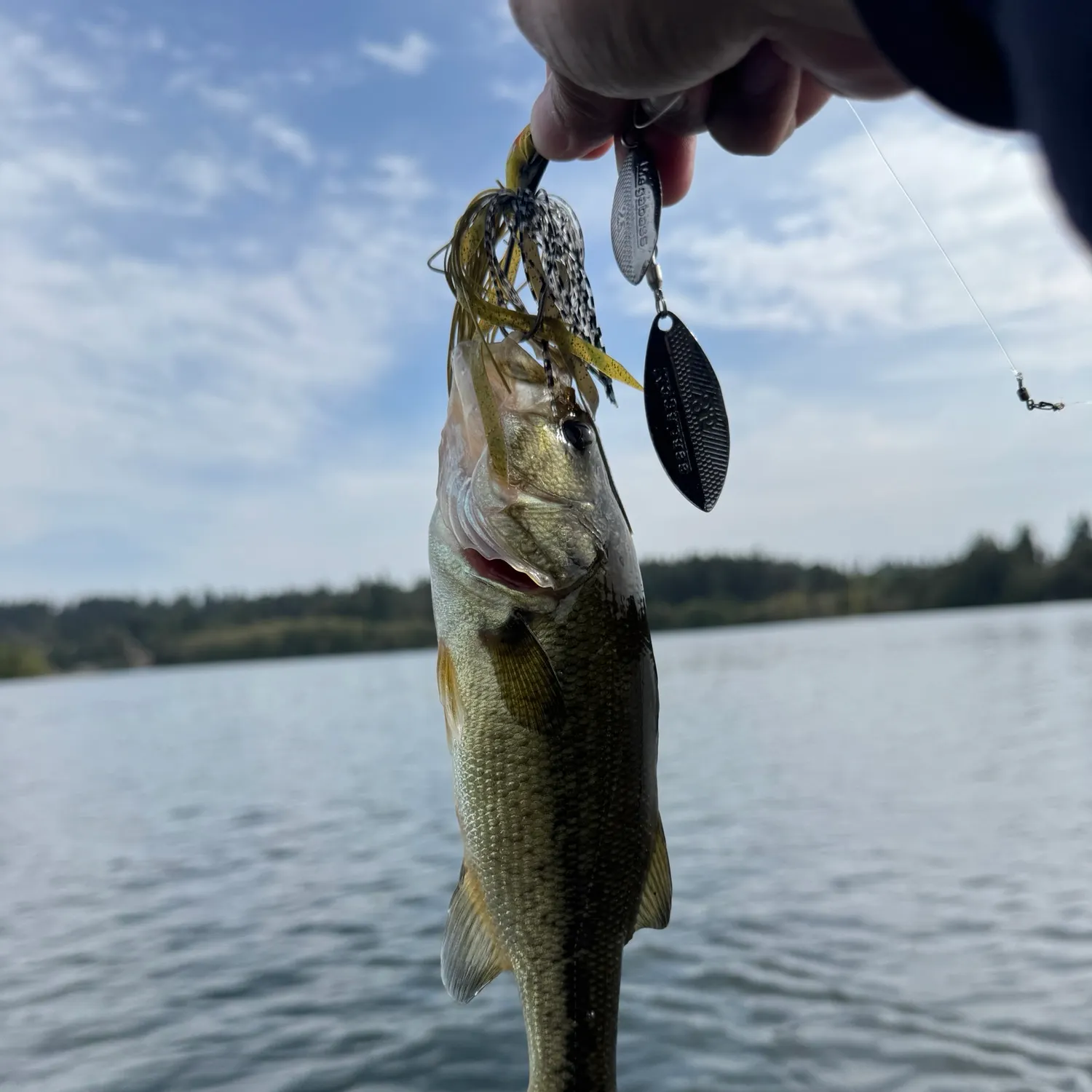 Largemouth bass caught on Fishbrain