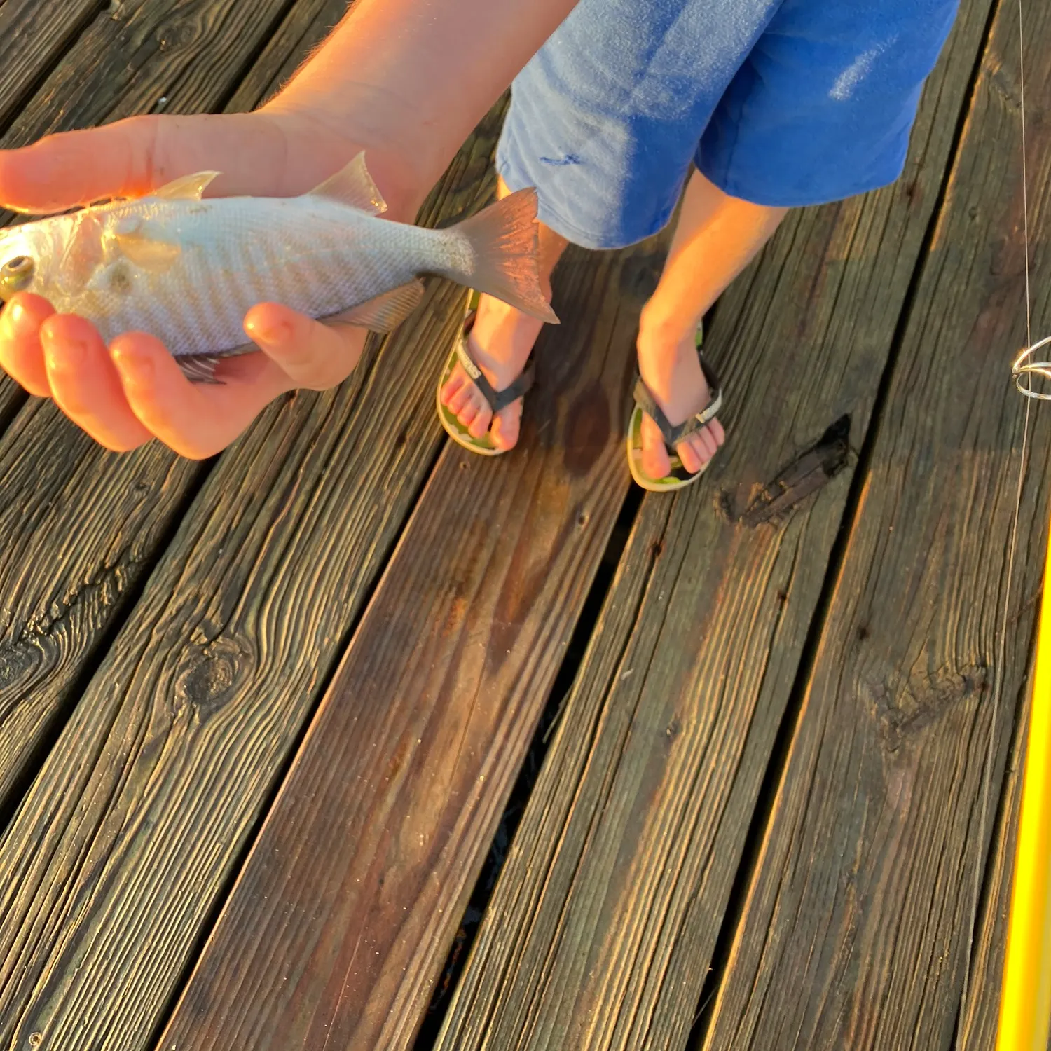 The most recent Spot croaker catches on Fishbrain