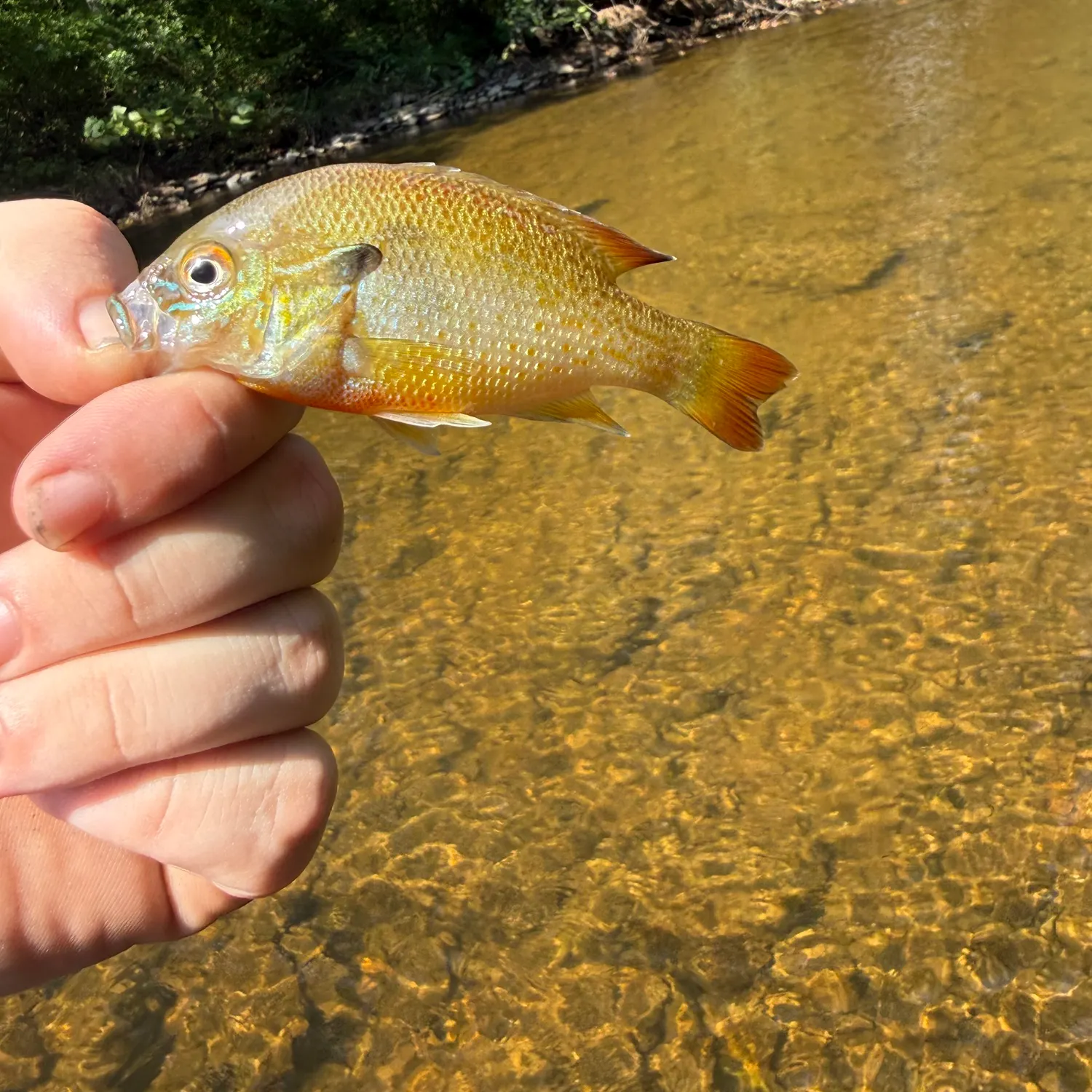 Redbreast sunfish caught on Fishbrain