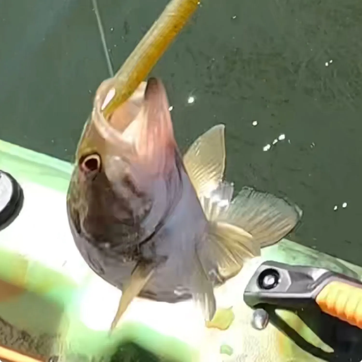 Smallmouth bass caught on Fishbrain