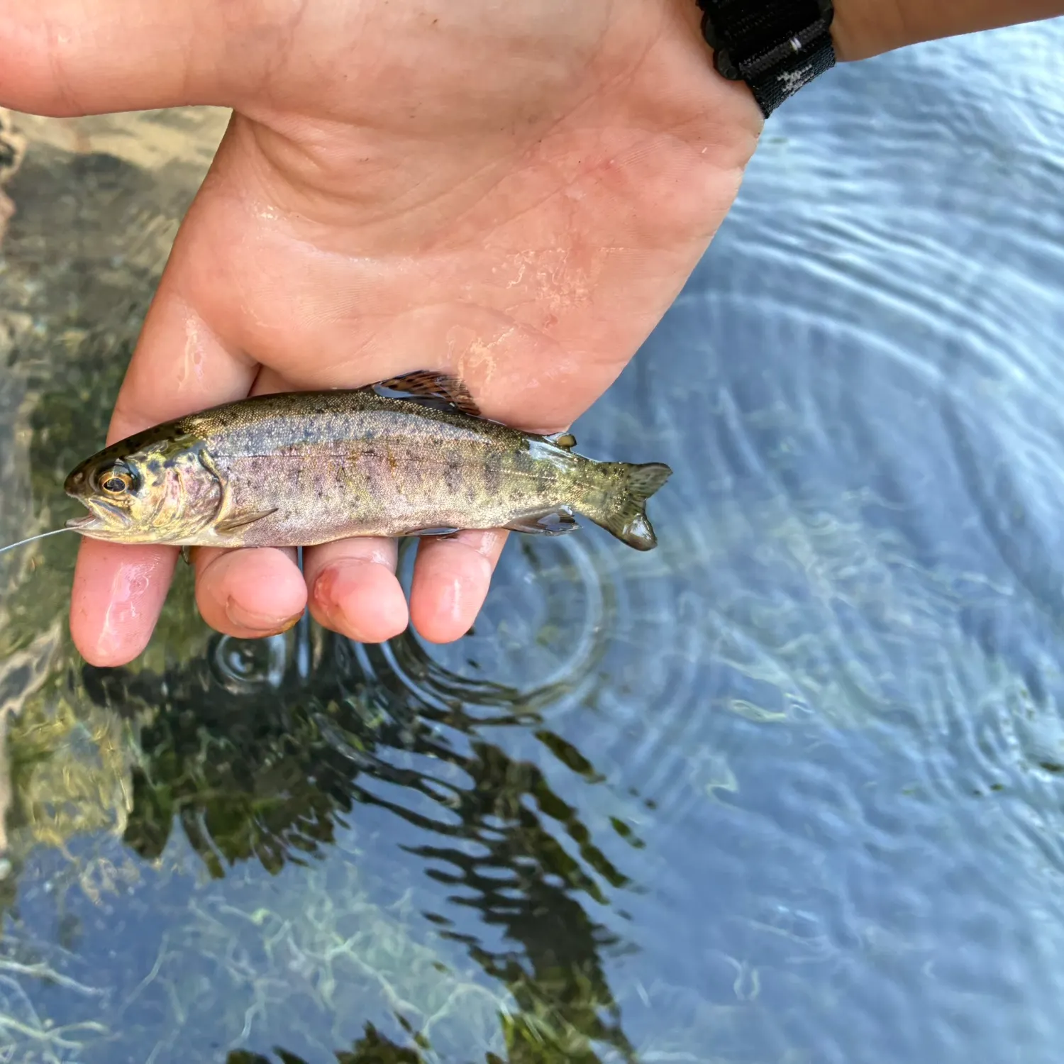 Rainbow trout caught on Fishbrain