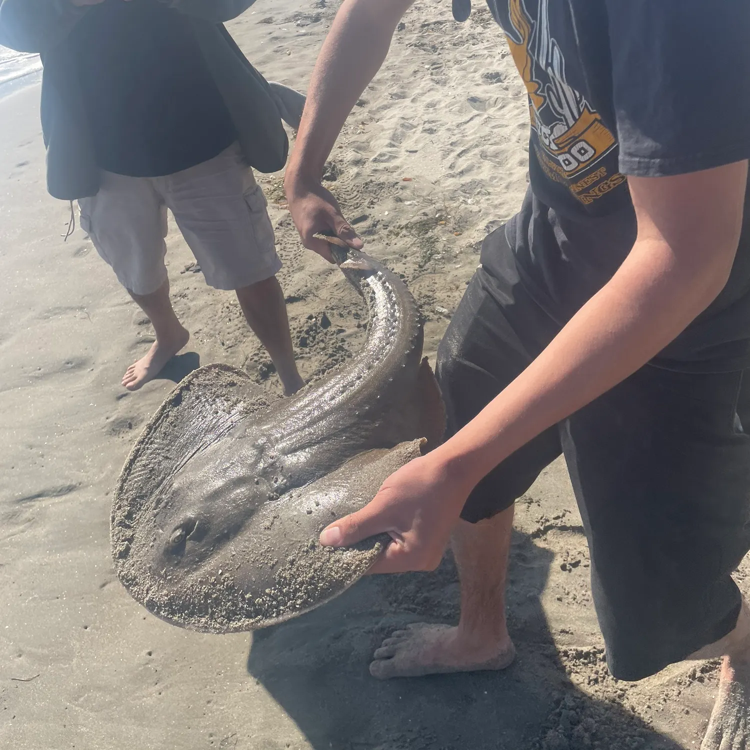 The most recent Thornback guitarfish catches on Fishbrain