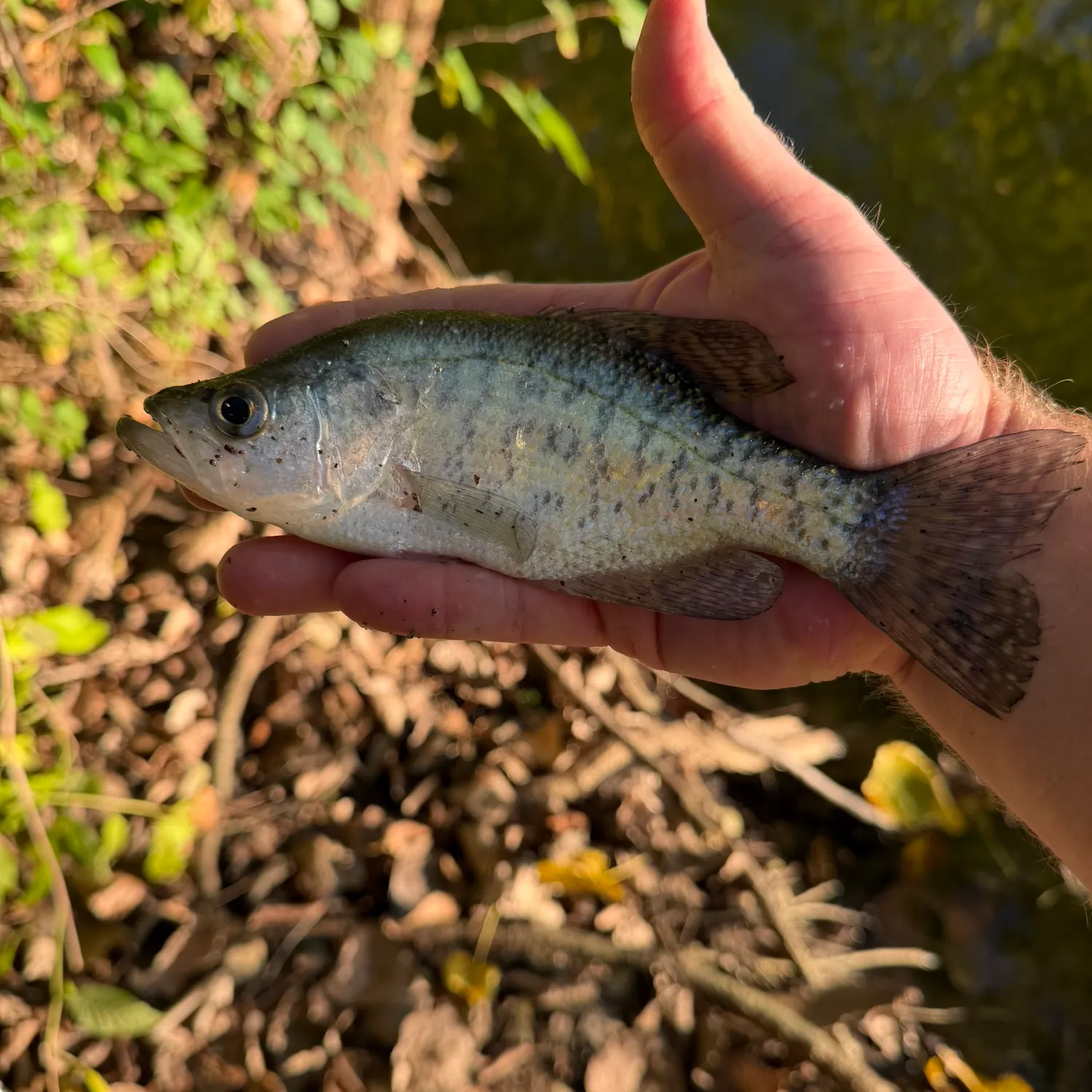 White crappie caught on Fishbrain
