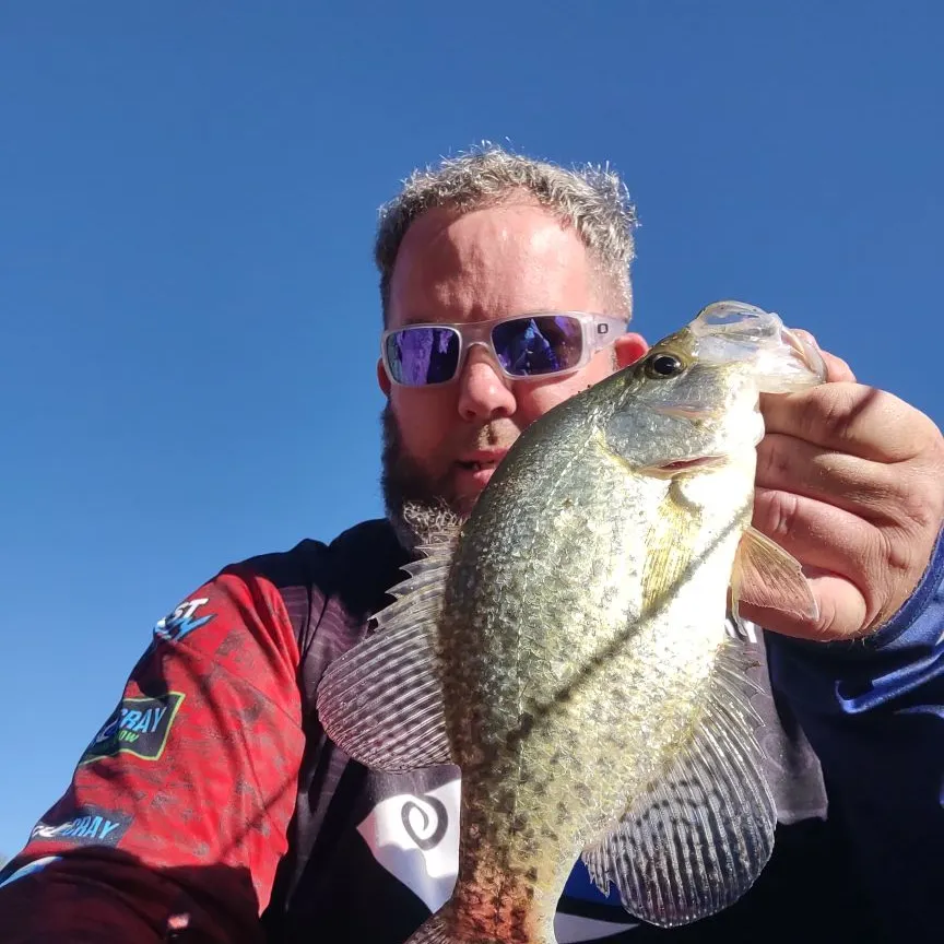 Black crappie caught on Fishbrain