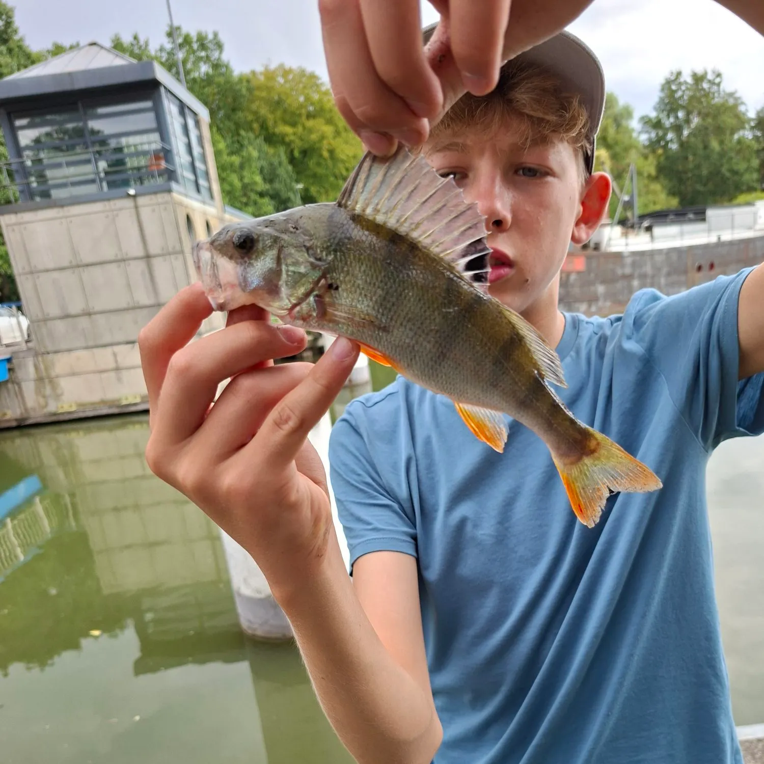 European perch caught on Fishbrain