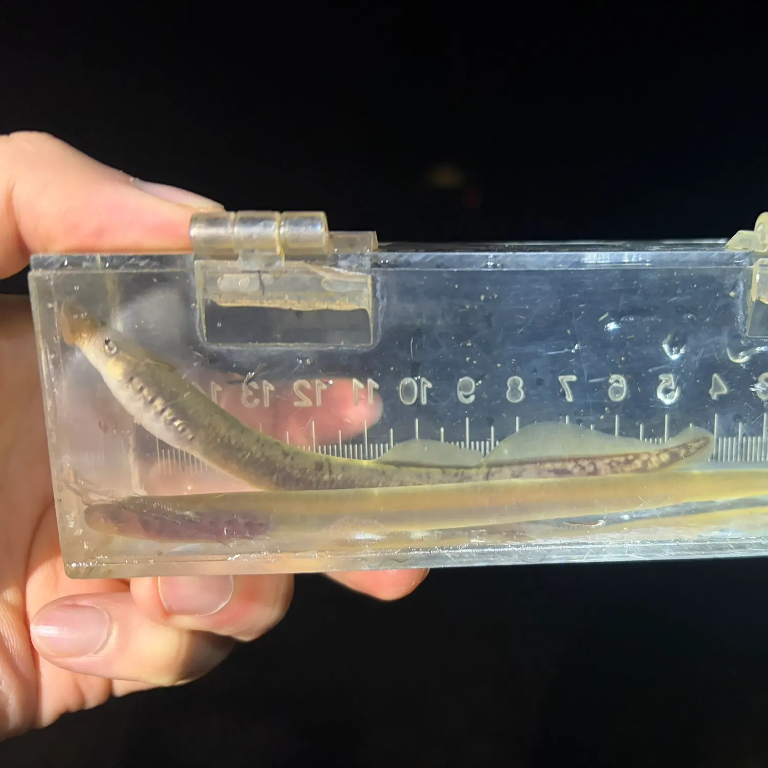 The most recent Least brook lamprey catches on Fishbrain