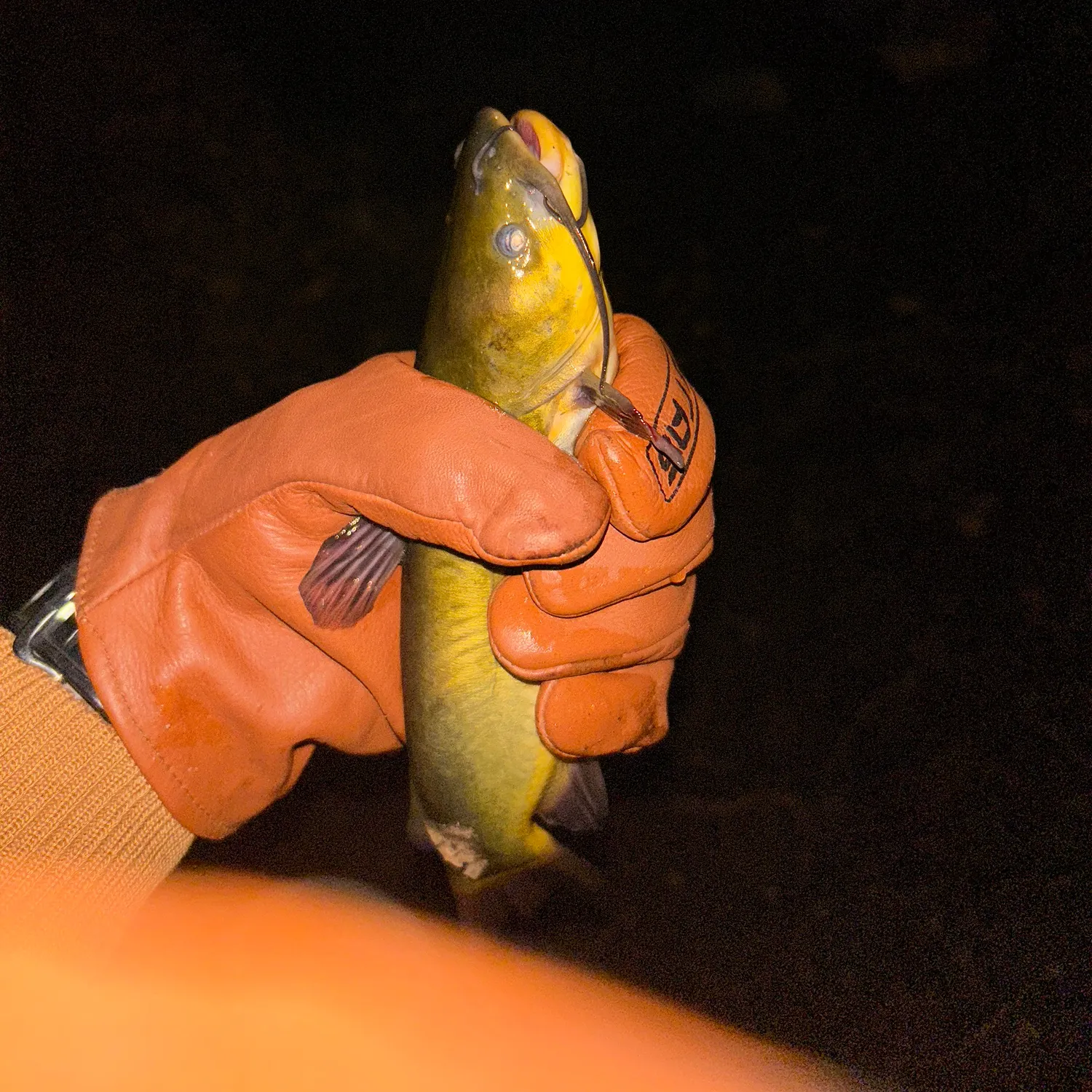 The most recent Yellow bullhead catches on Fishbrain