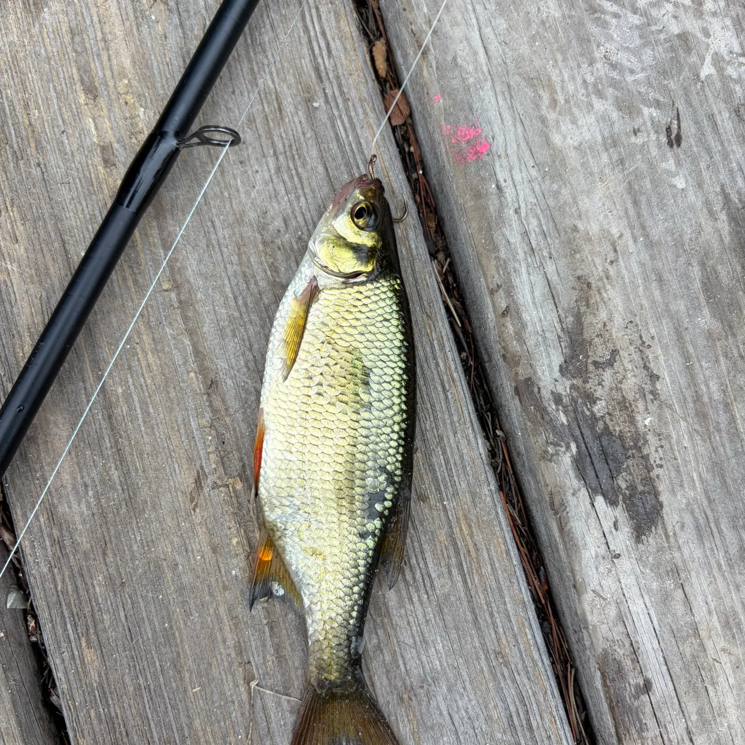 recently logged catches