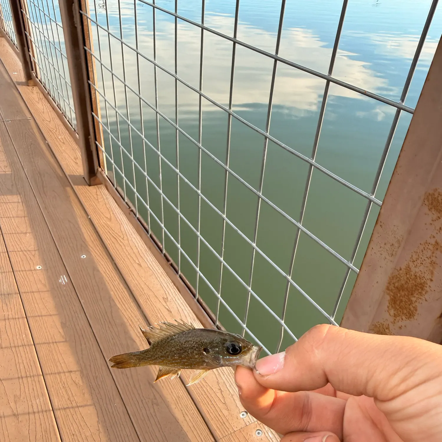 Green sunfish caught on Fishbrain