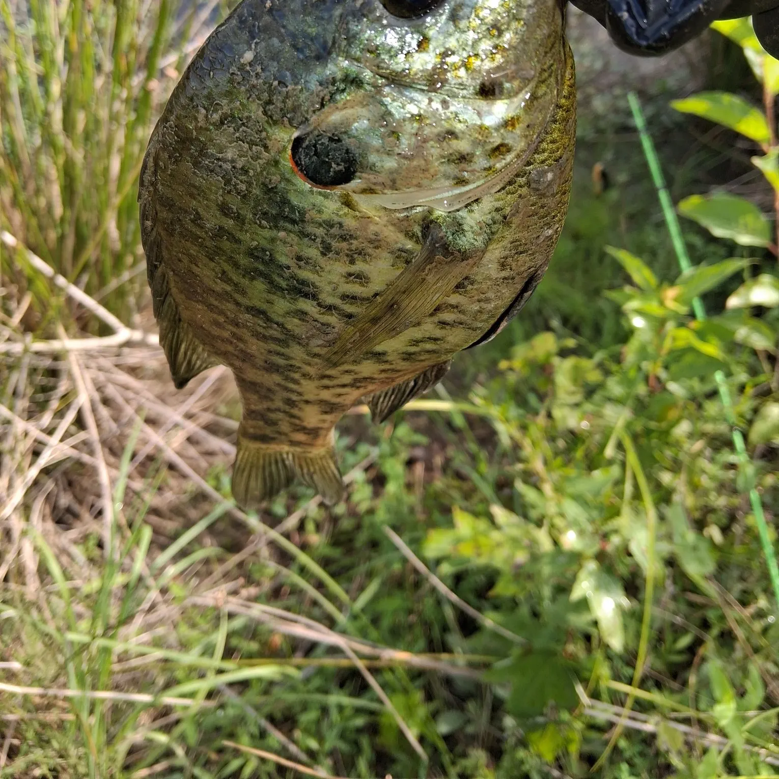 The most recent Redear sunfish catches on Fishbrain