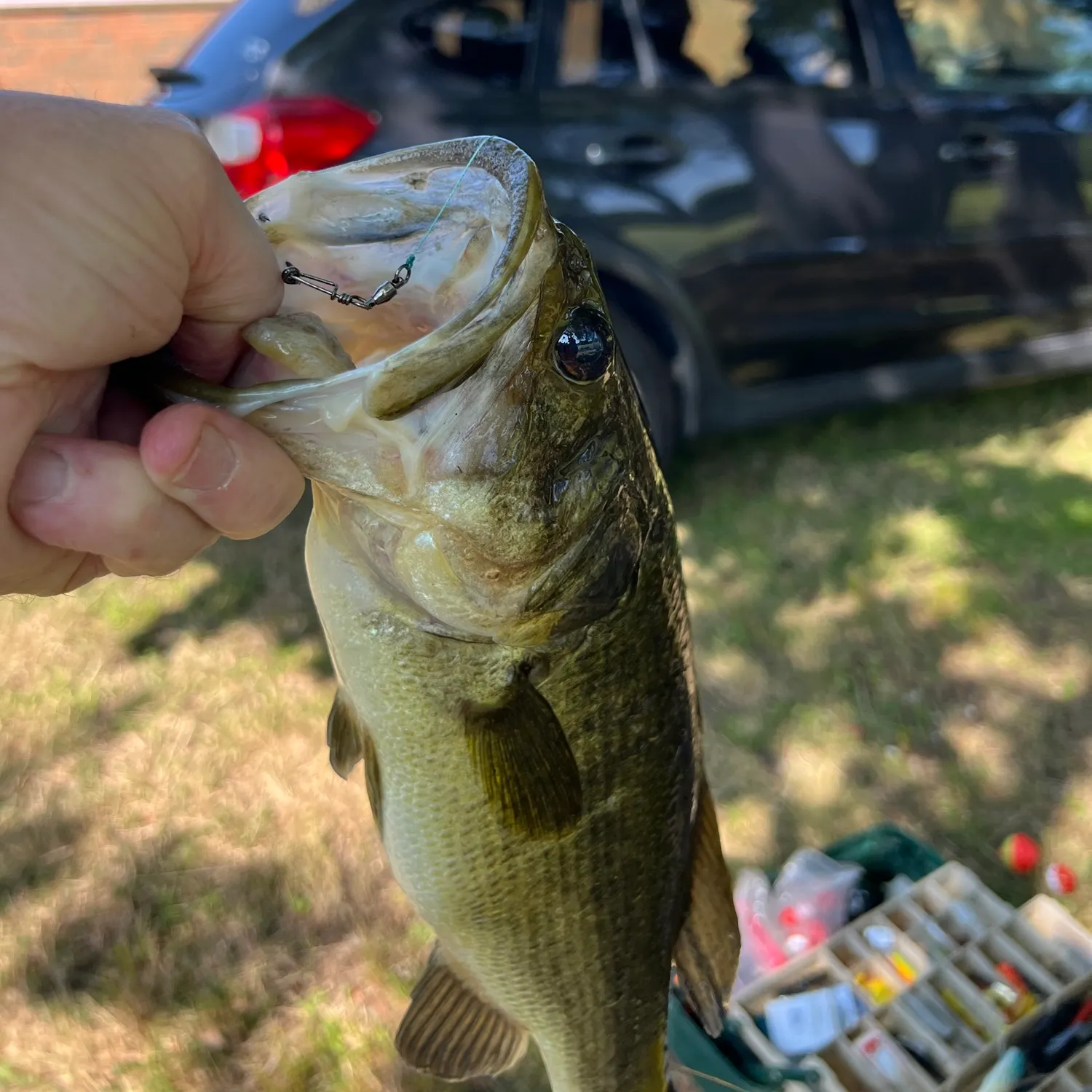 Largemouth bass caught on Fishbrain