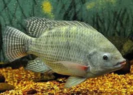 Bait Fish