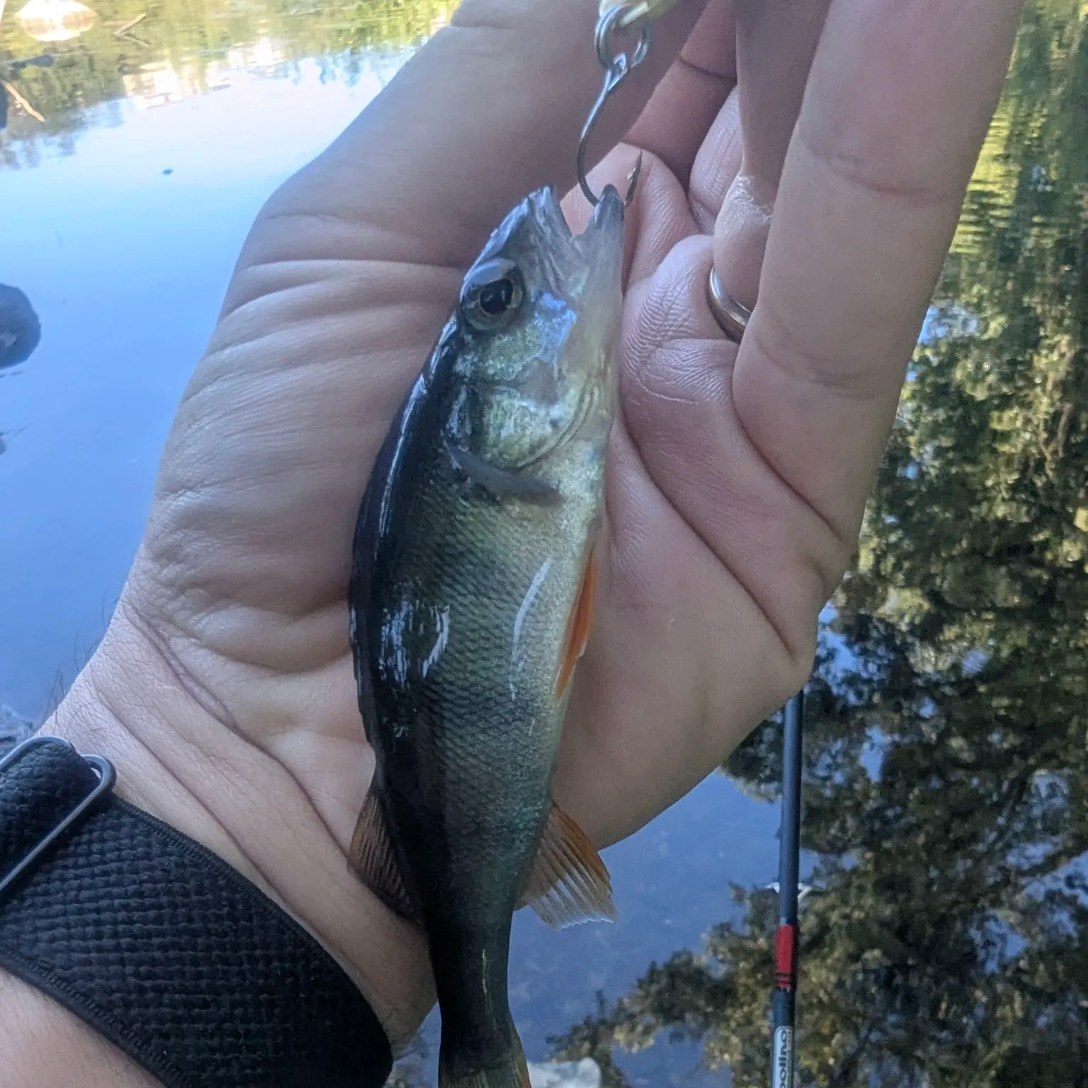 European perch caught on Fishbrain