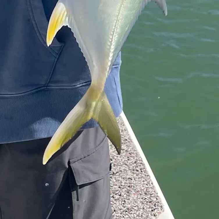 Crevalle jack caught on Fishbrain