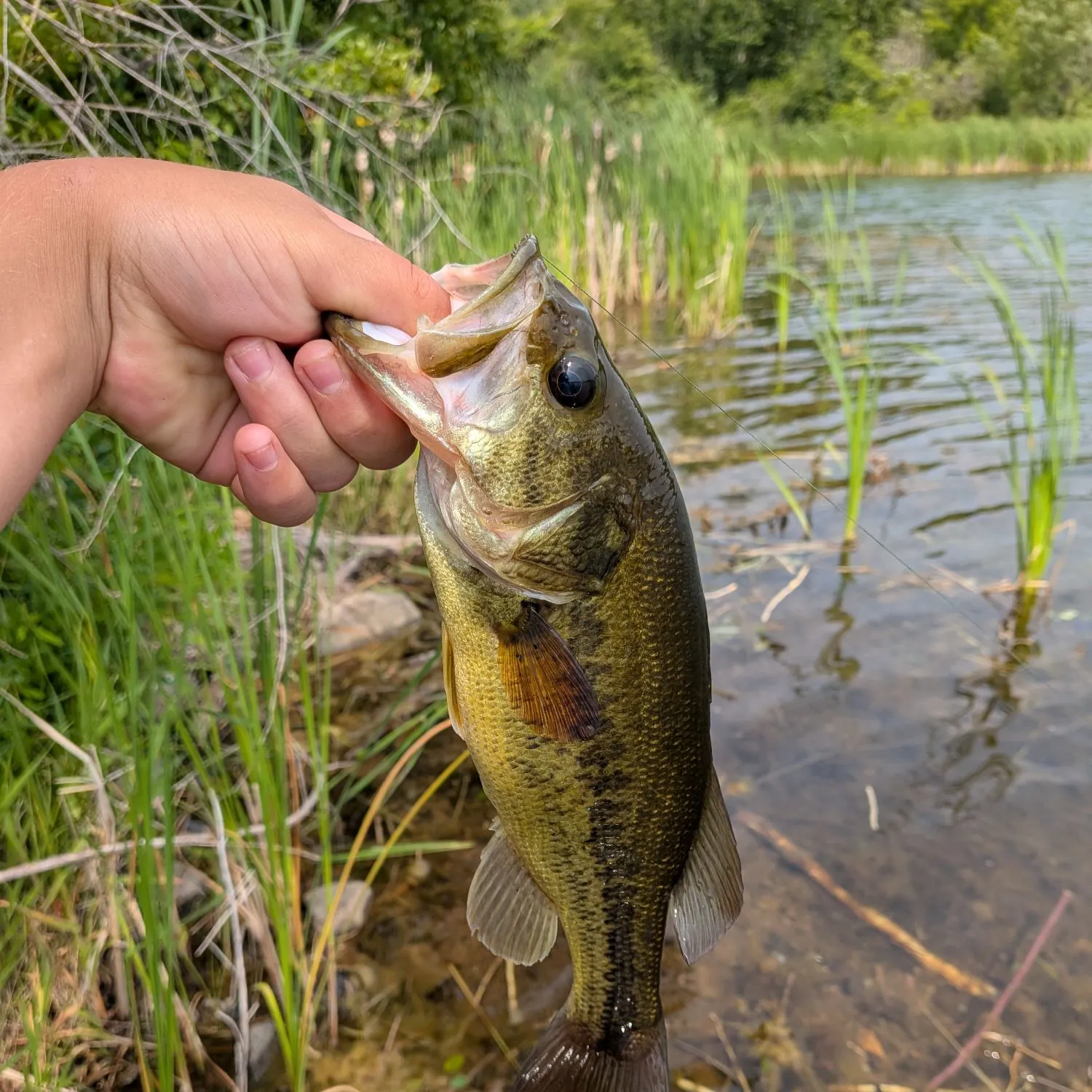 Largemouth bass caught on Fishbrain