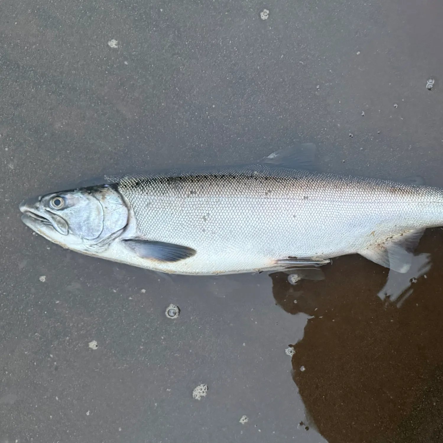 Coho salmon caught on Fishbrain