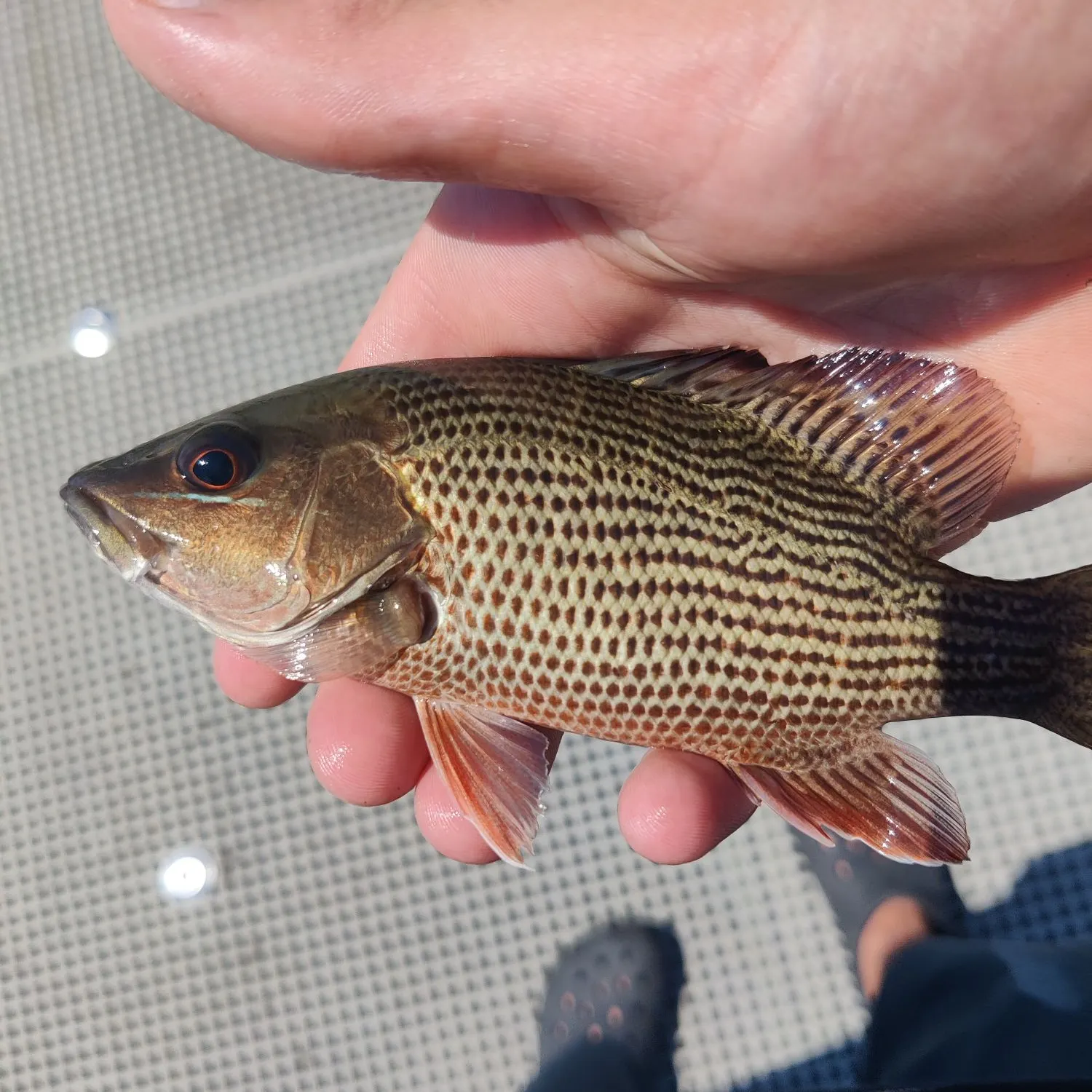 catch