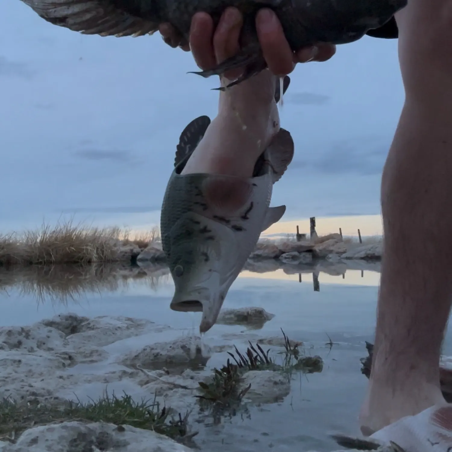 The most popular recent Redhead cichlid catch on Fishbrain