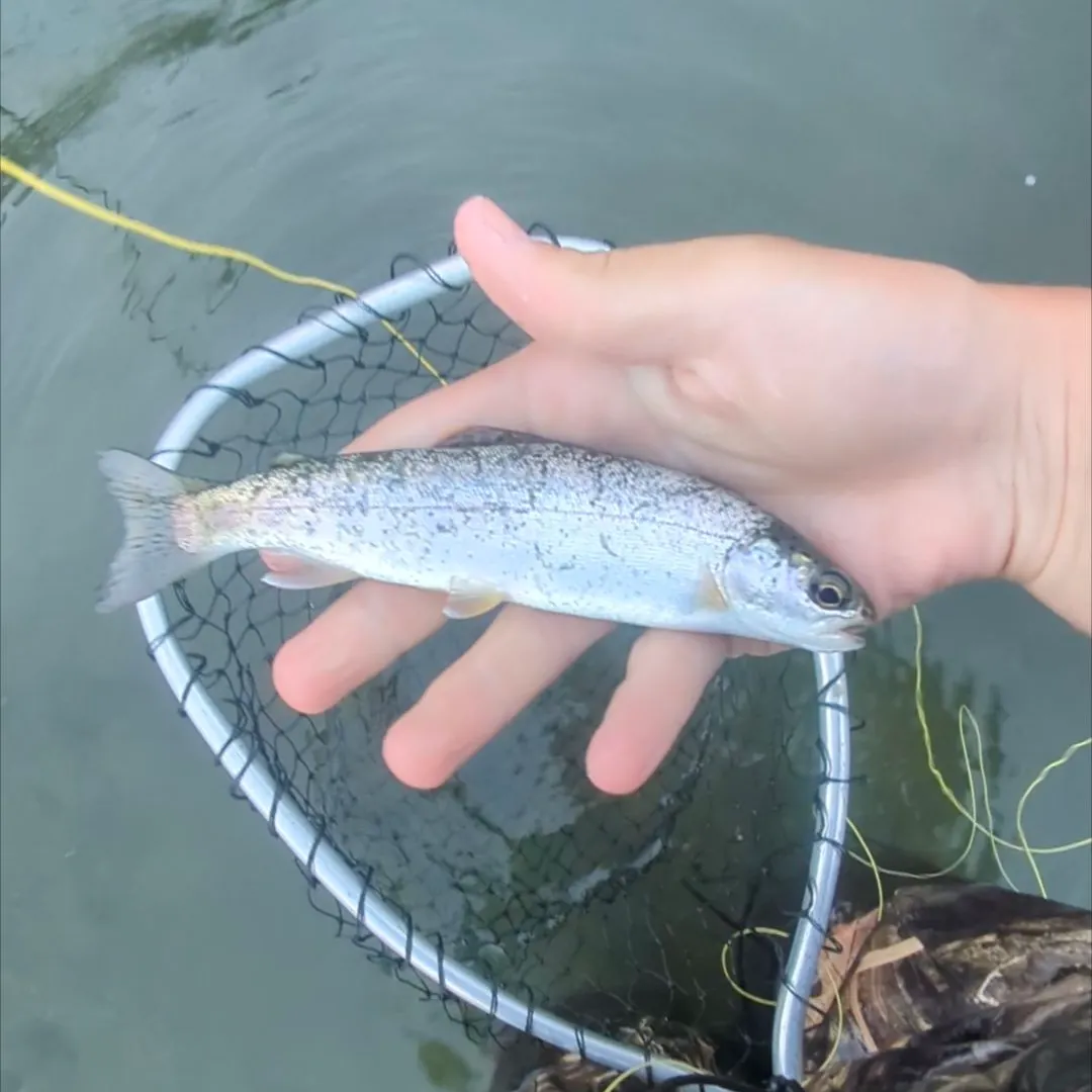 Rainbow trout caught on Fishbrain