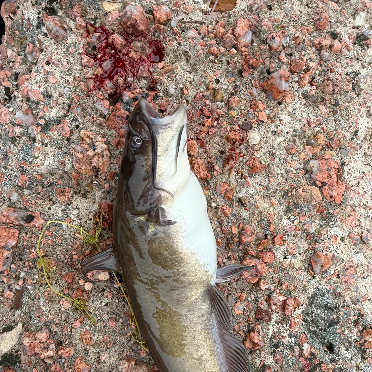 Fish caught on Fishbrain