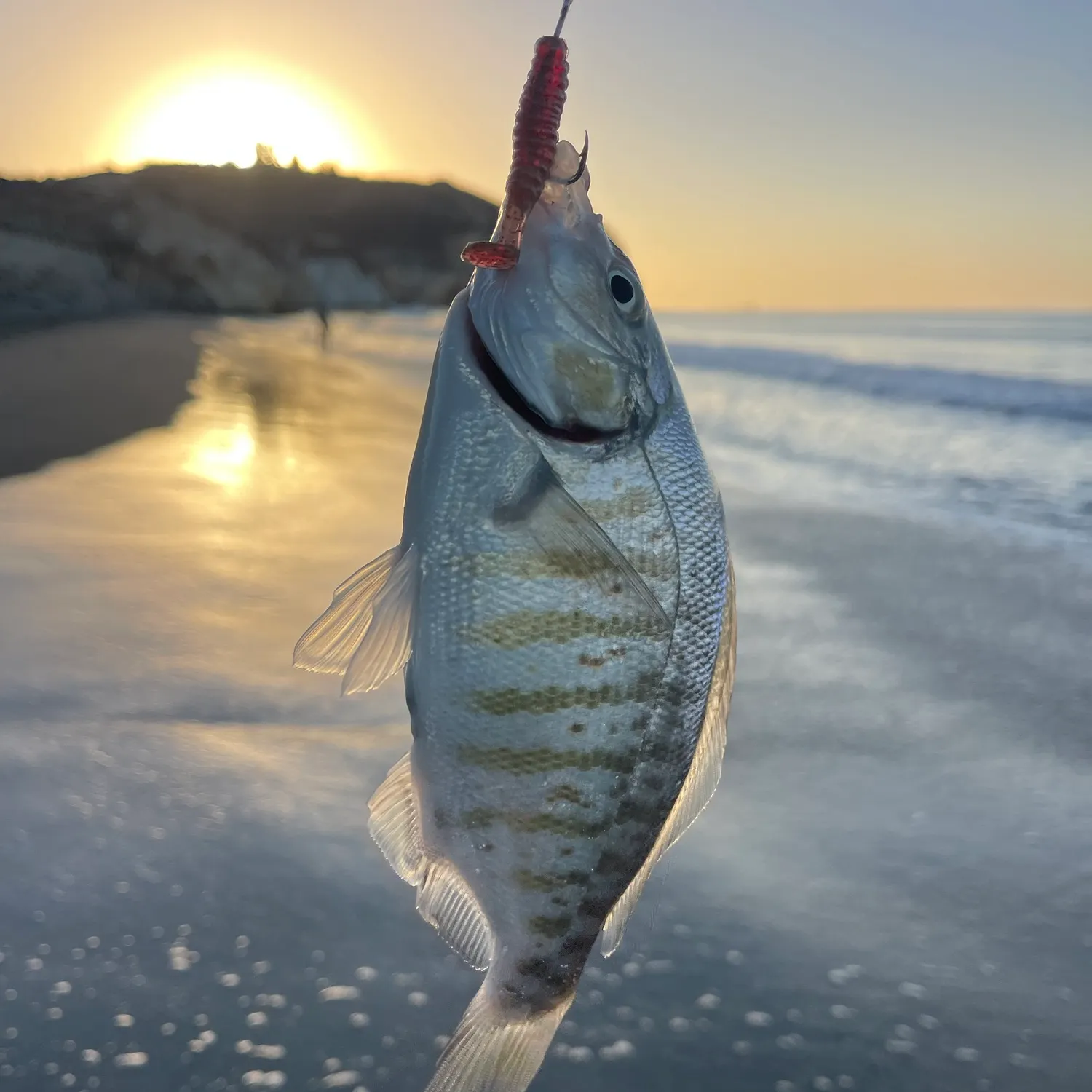 Barred surfperch caught on Fishbrain