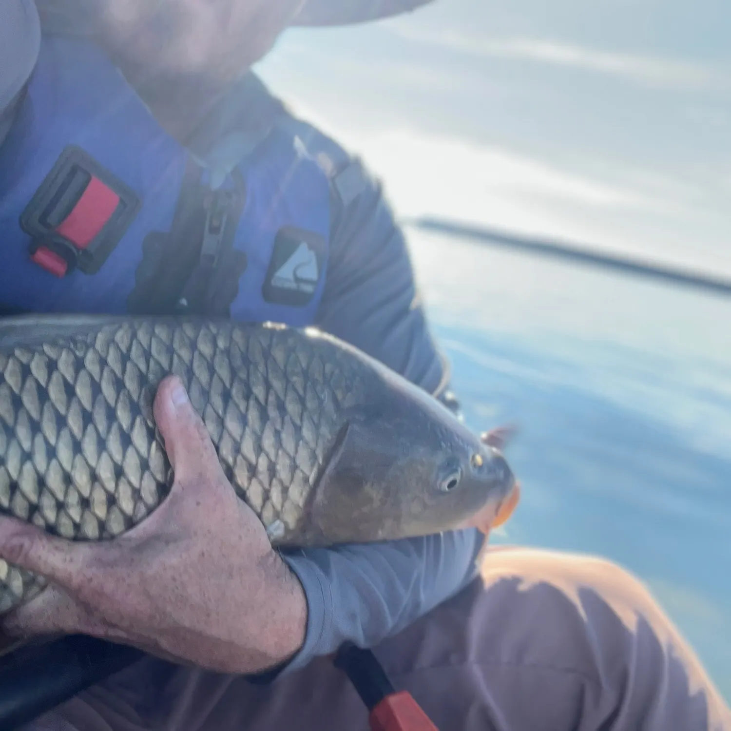 Common carp caught on Fishbrain