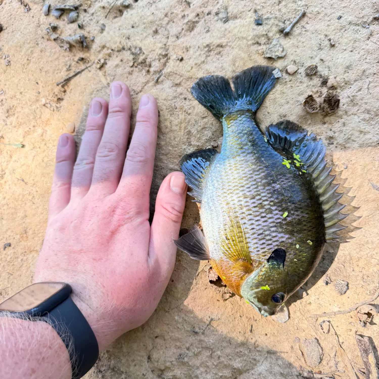 Bluegill caught on Fishbrain