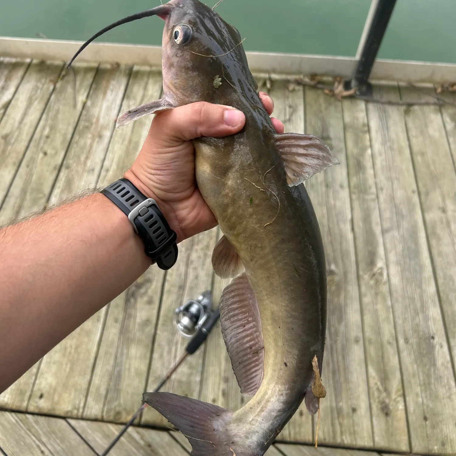 Channel catfish caught on Fishbrain