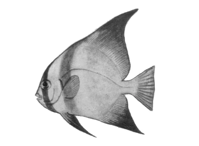 Humpback batfish