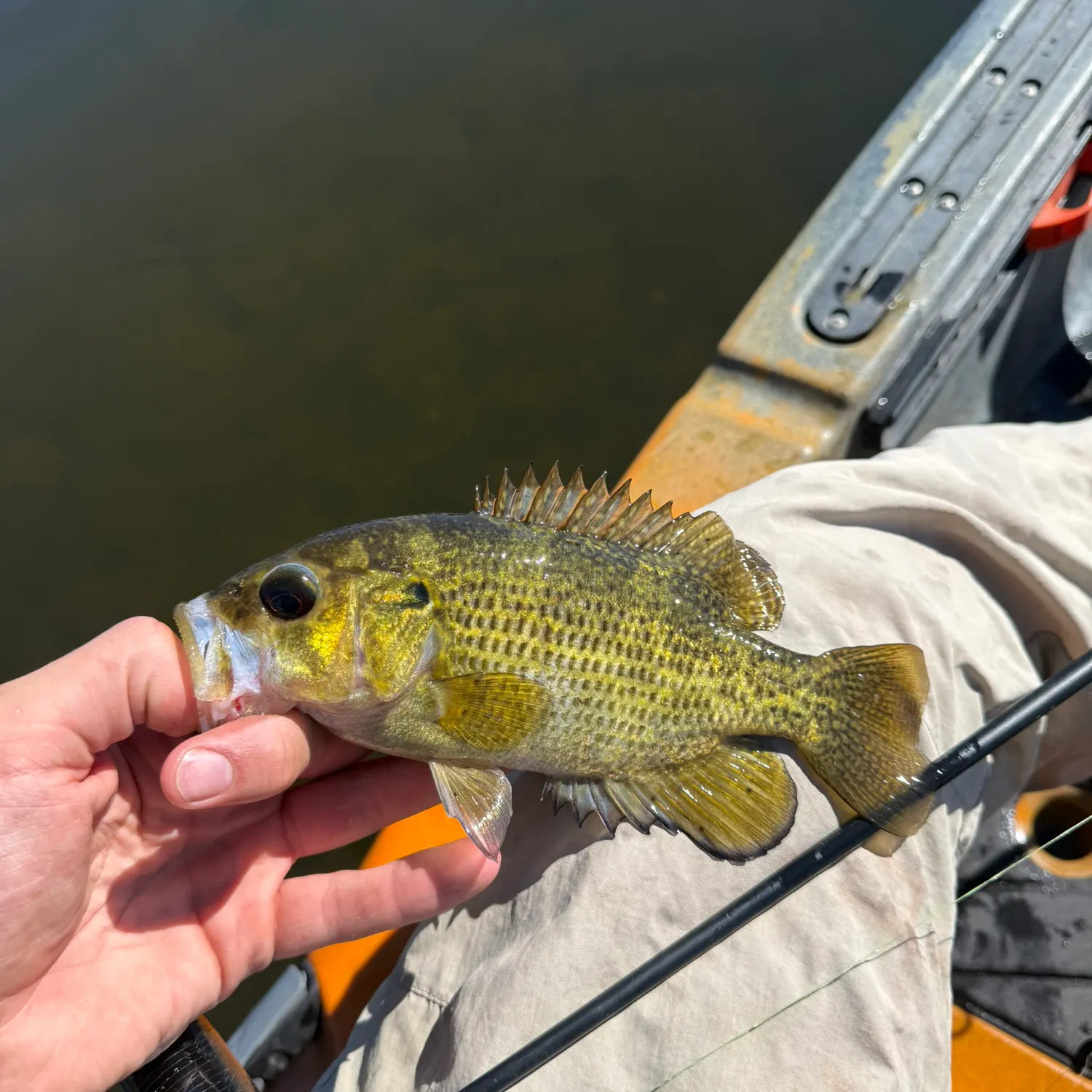 Rock bass caught on Fishbrain