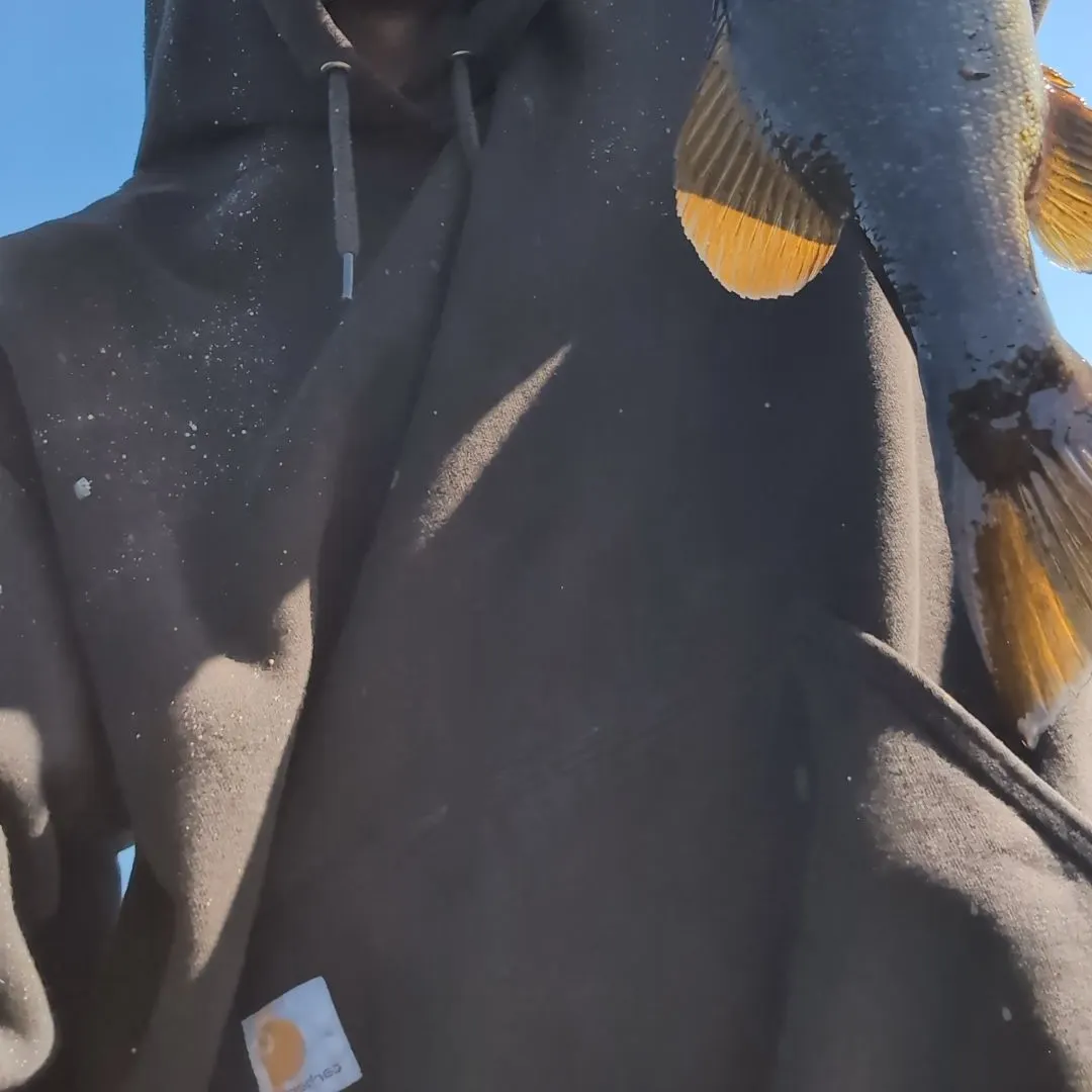 Smallmouth bass caught on Fishbrain