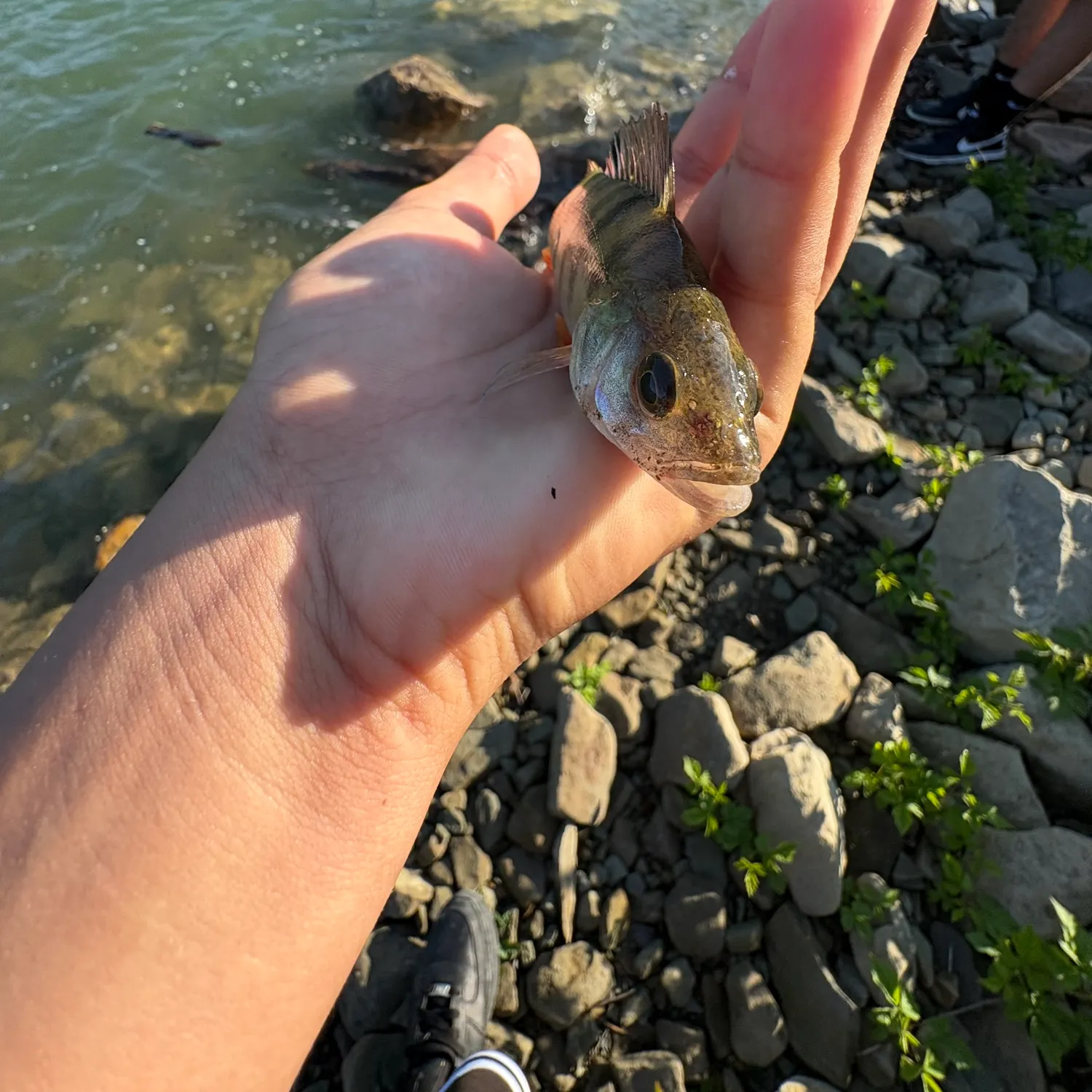 European perch caught on Fishbrain