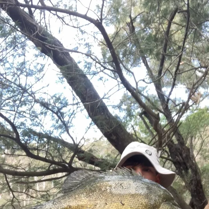 Golden perch caught on Fishbrain