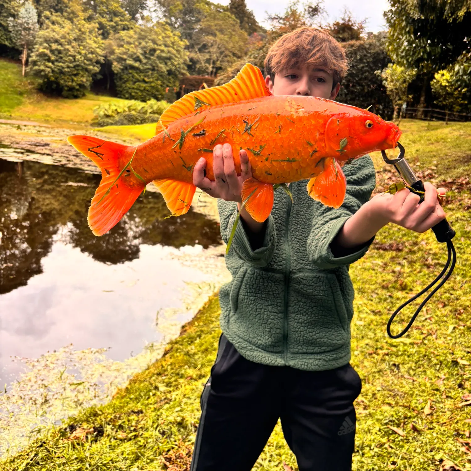 Koi carp caught on Fishbrain