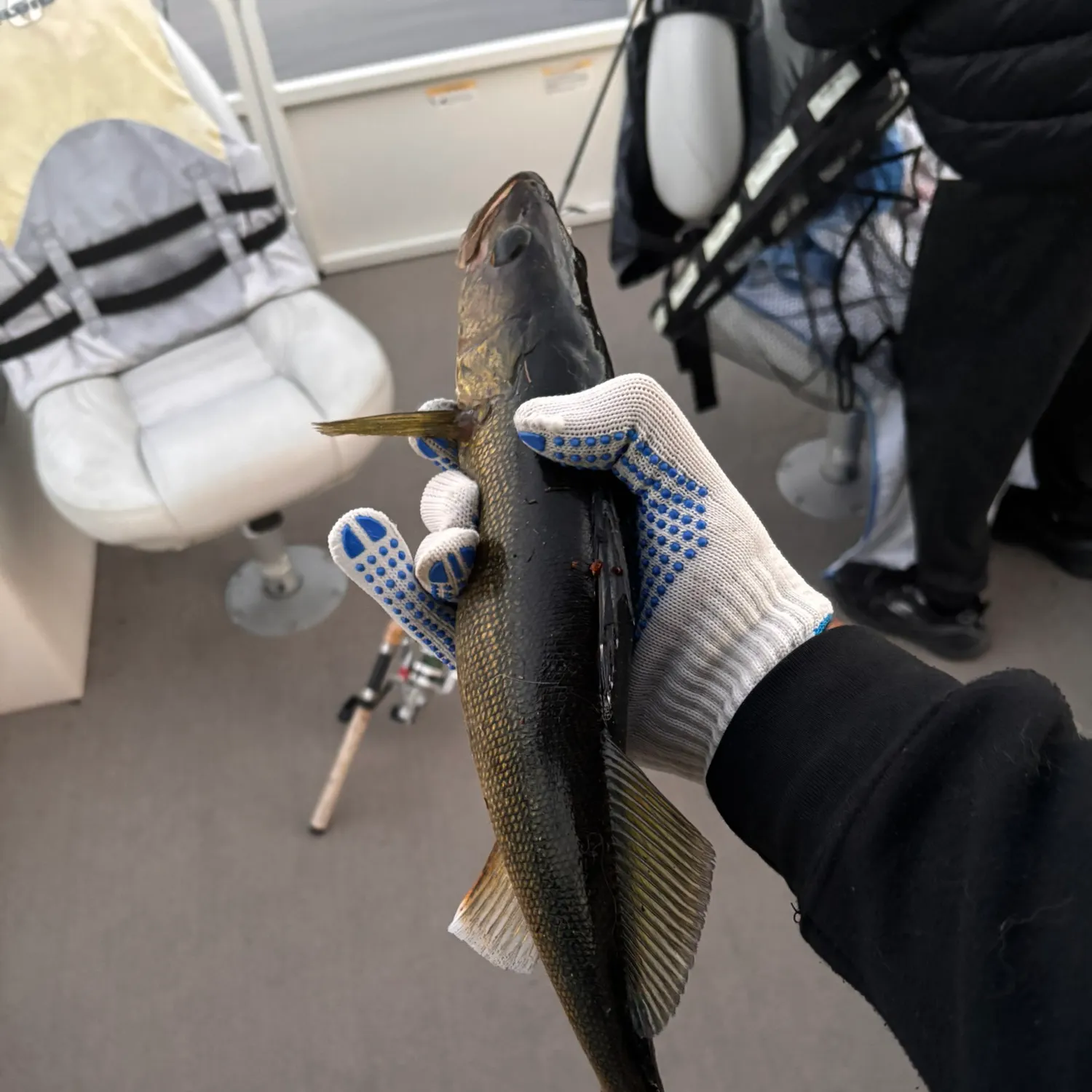 Walleye caught on Fishbrain