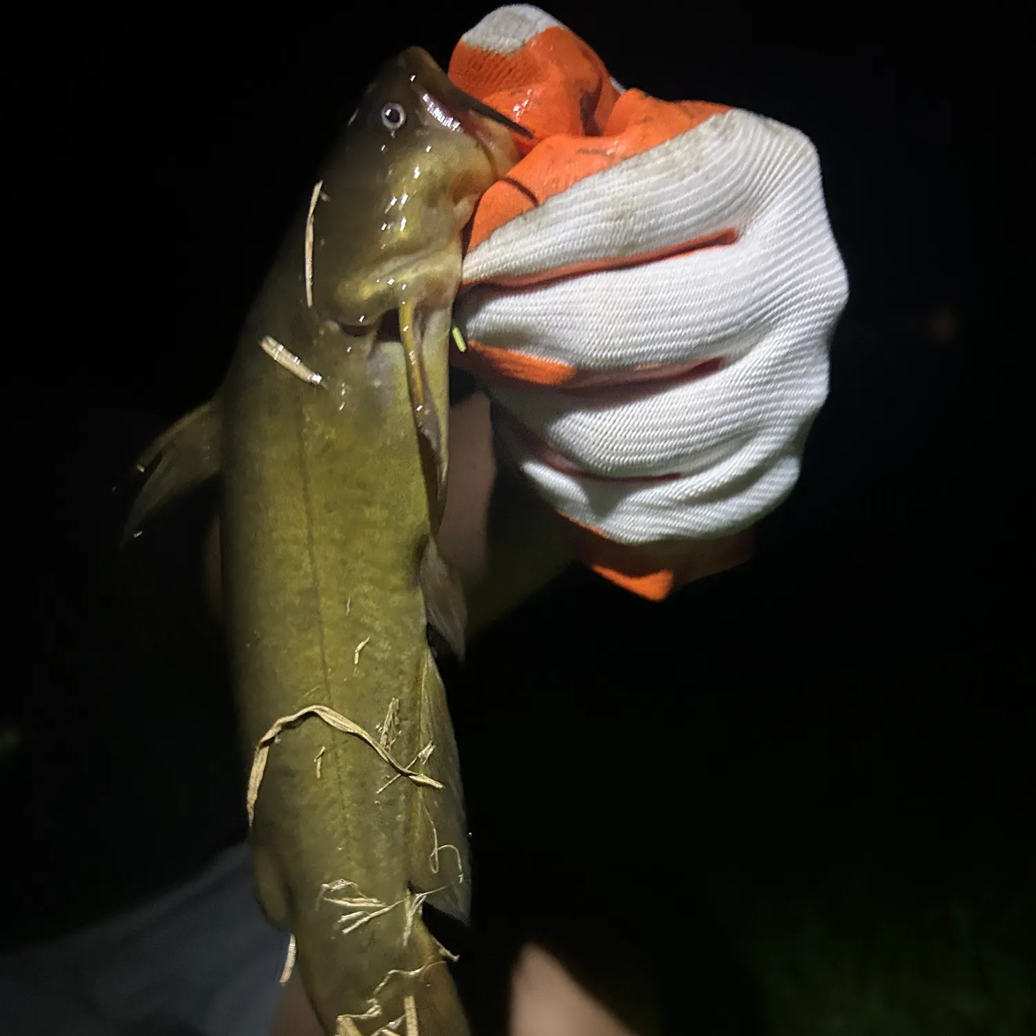 Black bullhead caught on Fishbrain
